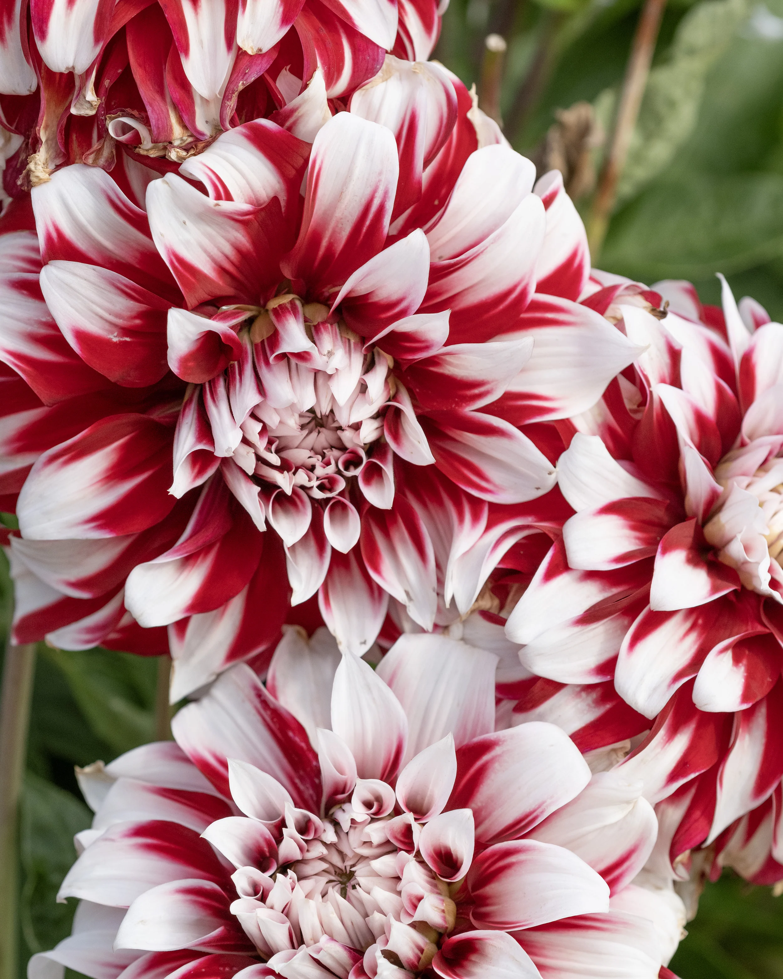 Dahlia 'X Factor' - Image 7