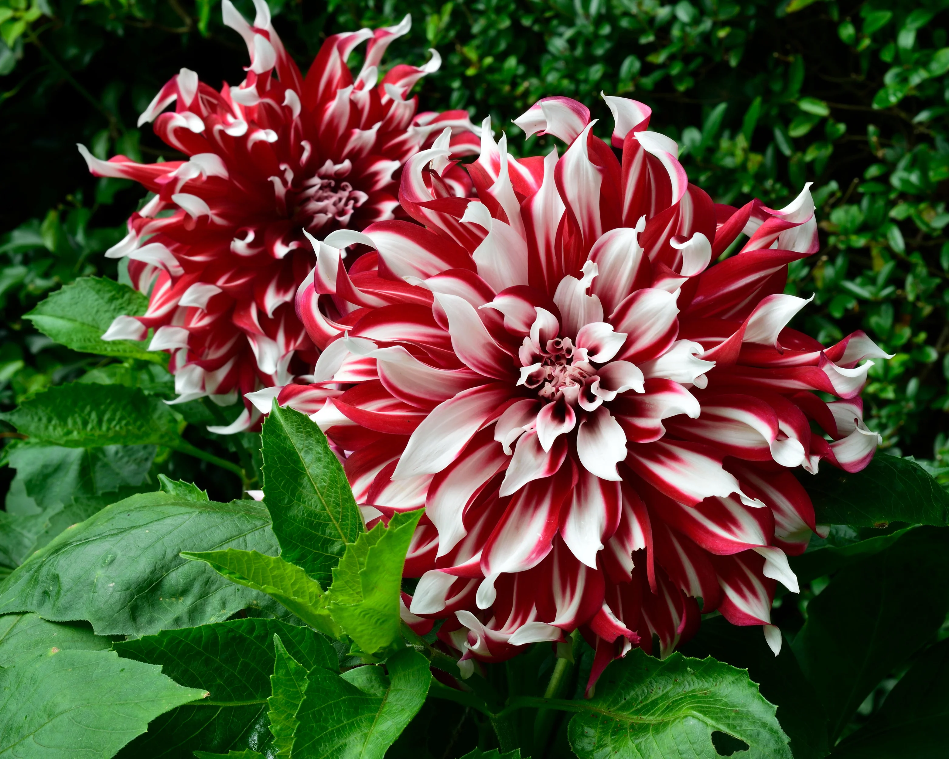 Dahlia 'X Factor' - Image 8