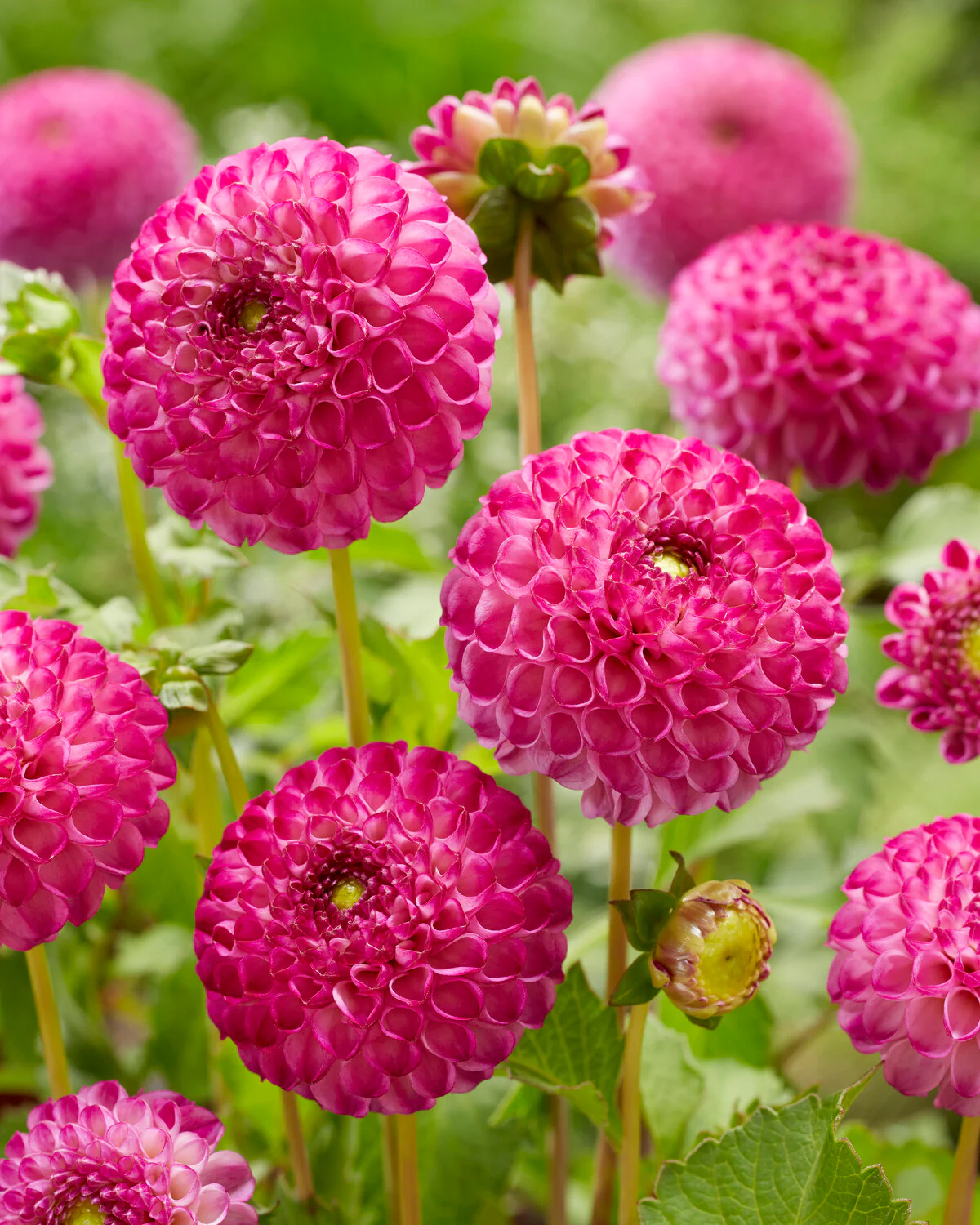 Dahlia 'Zippity Do Da' - Image 3