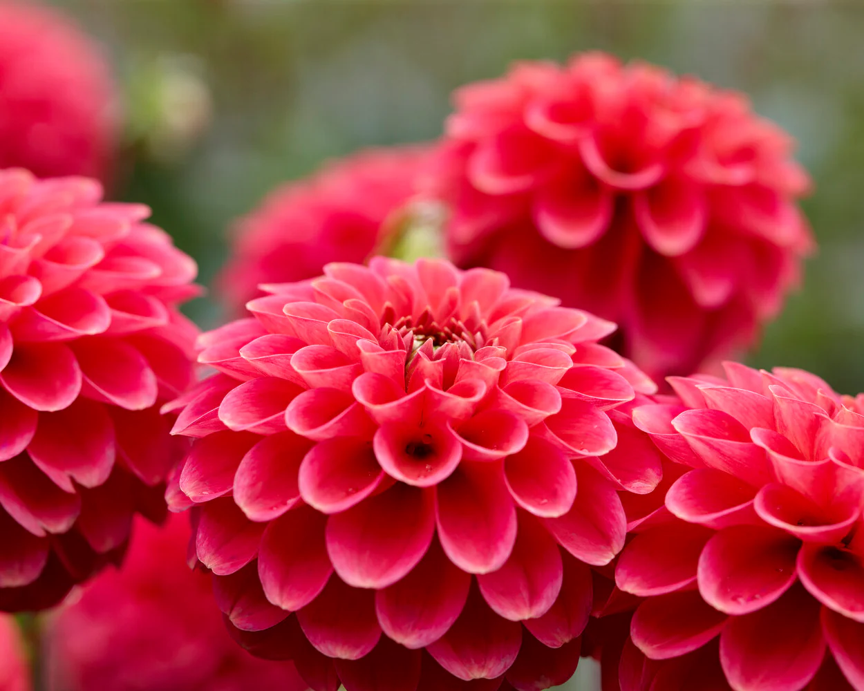 Dahlia 'Zundert Mystery Fox' - Image 10