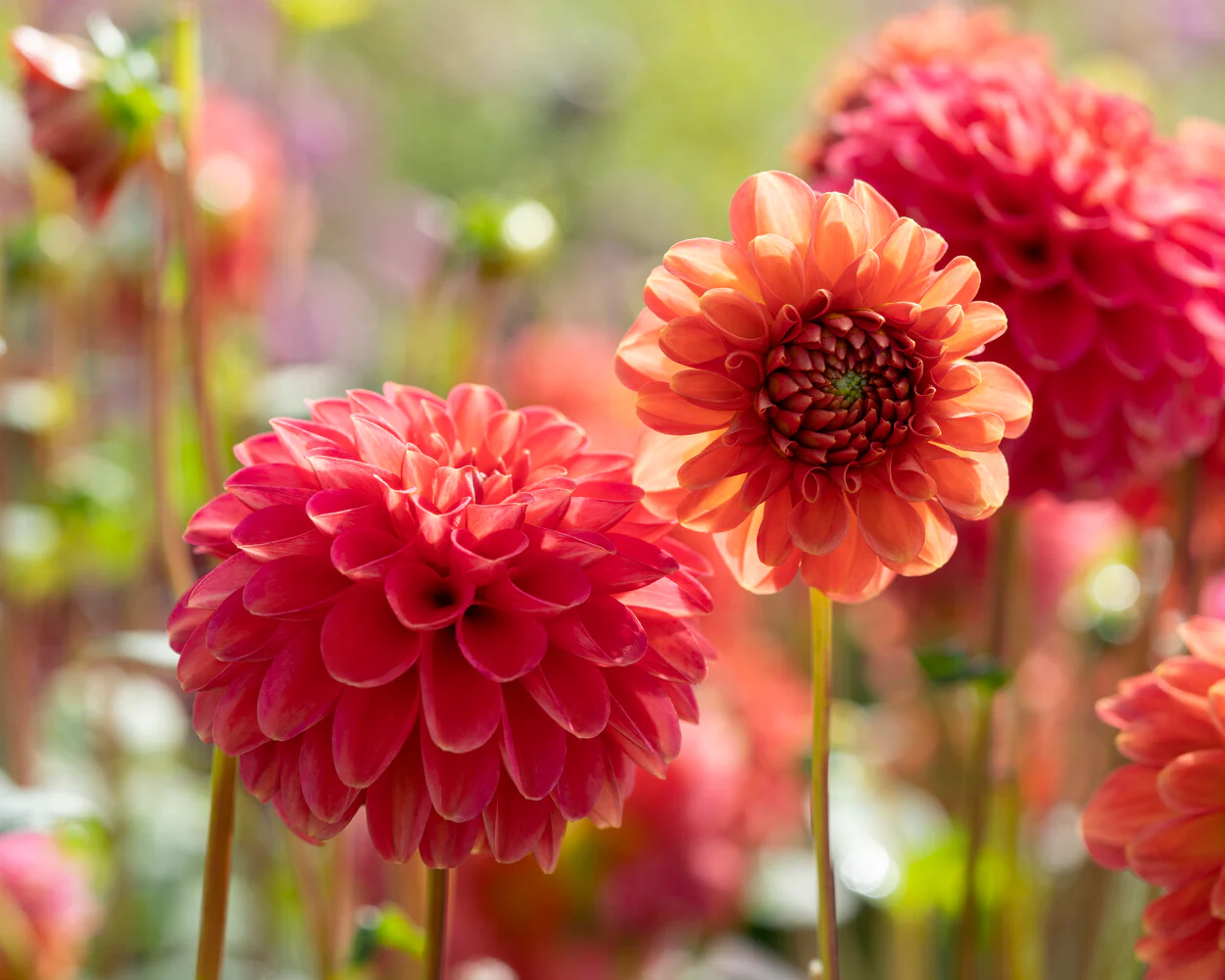 Dahlia 'Zundert Mystery Fox' - Image 11