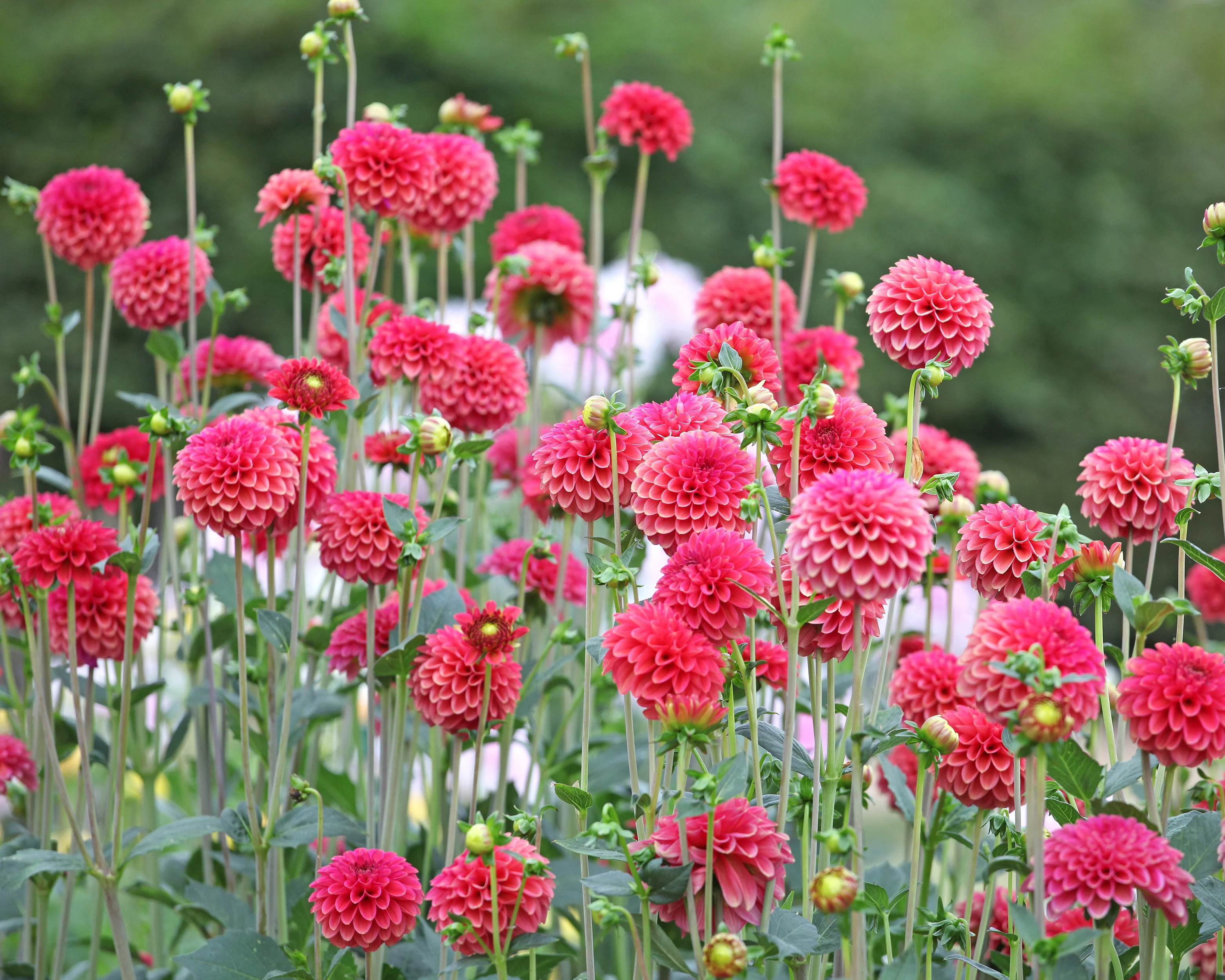 Dahlia 'Zundert Mystery Fox' - Image 7