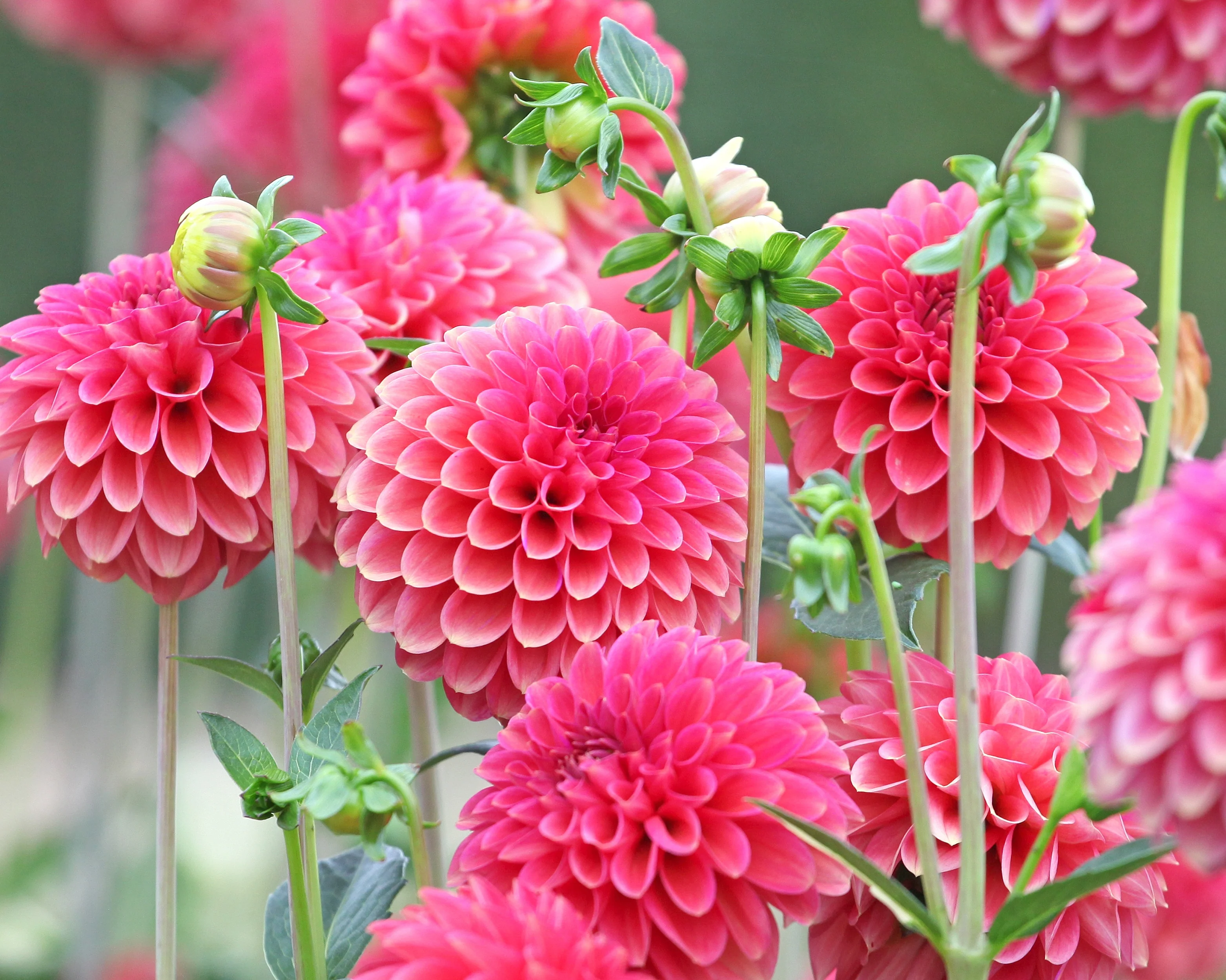 Dahlia 'Zundert Mystery Fox' - Image 8