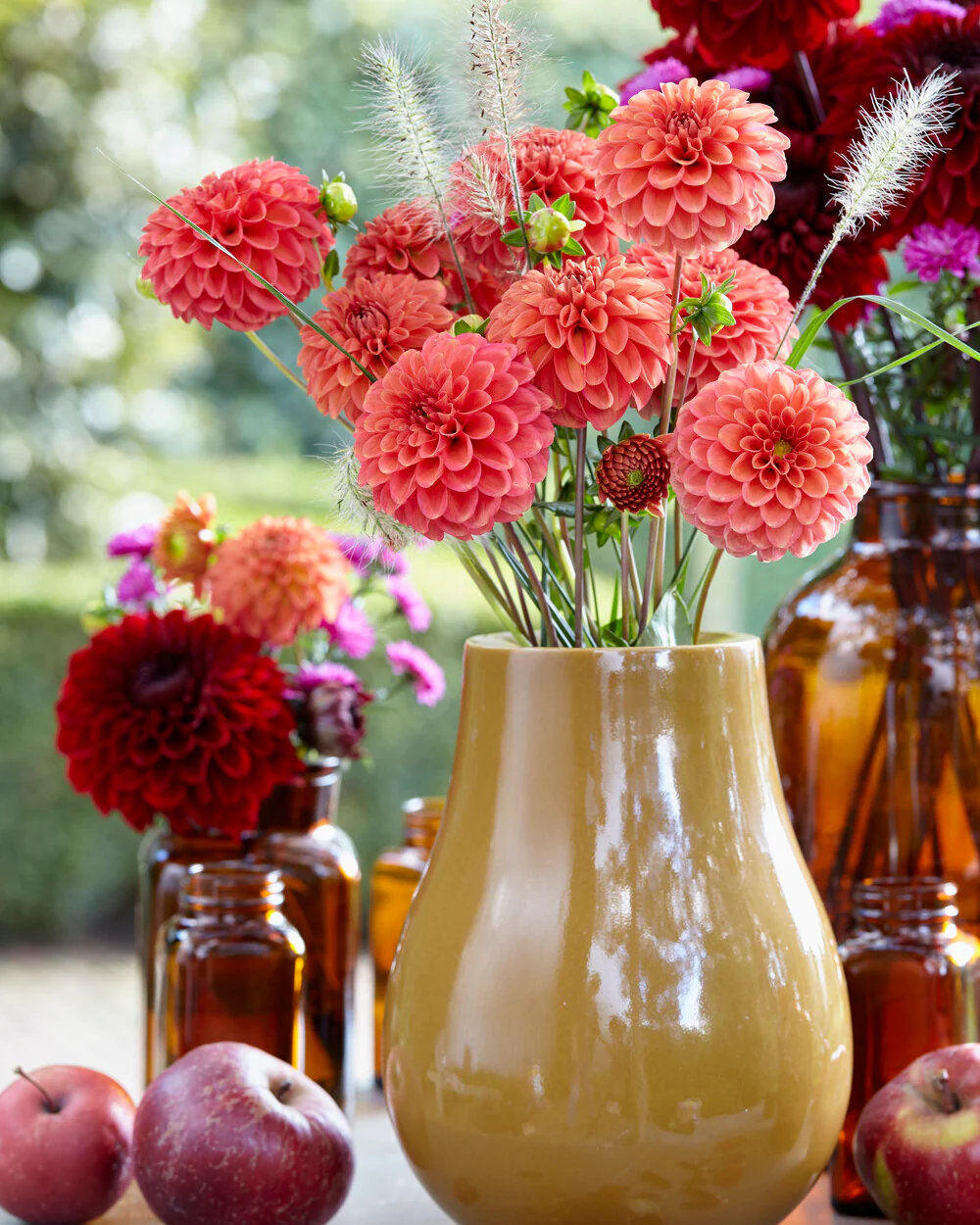 Dahlia 'Zundert Mystery Fox' - Image 9