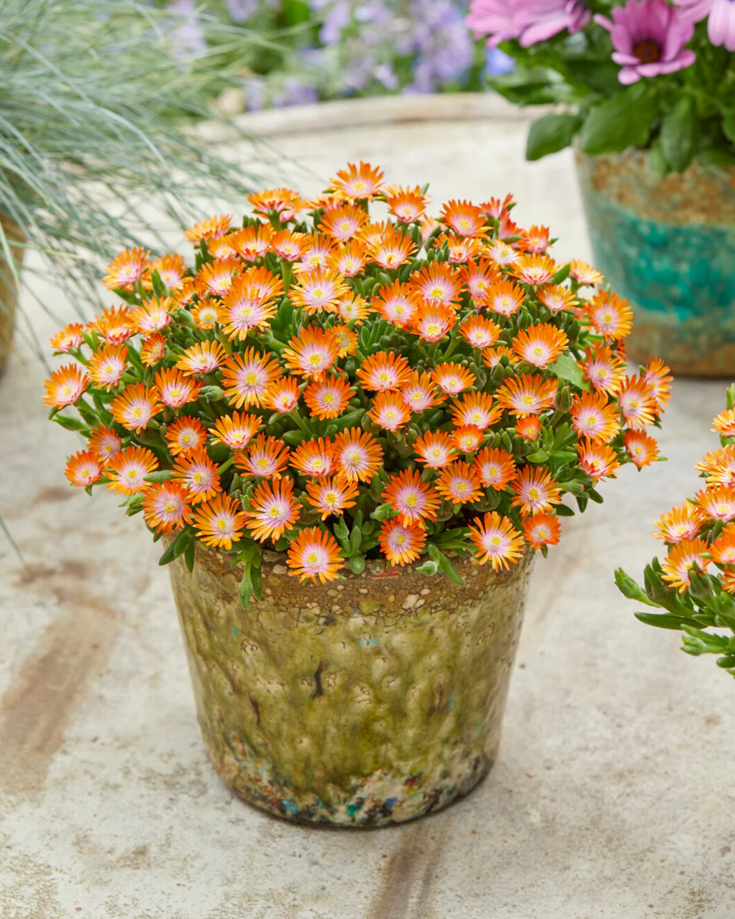Delosperma 'Ice Cream Orange' - Image 3