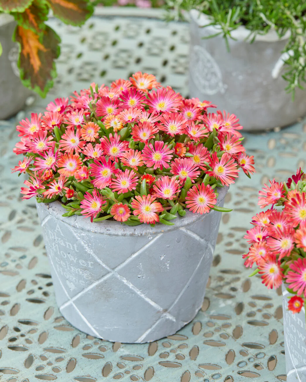 Delosperma 'Ice Cream Salmon' - Image 3