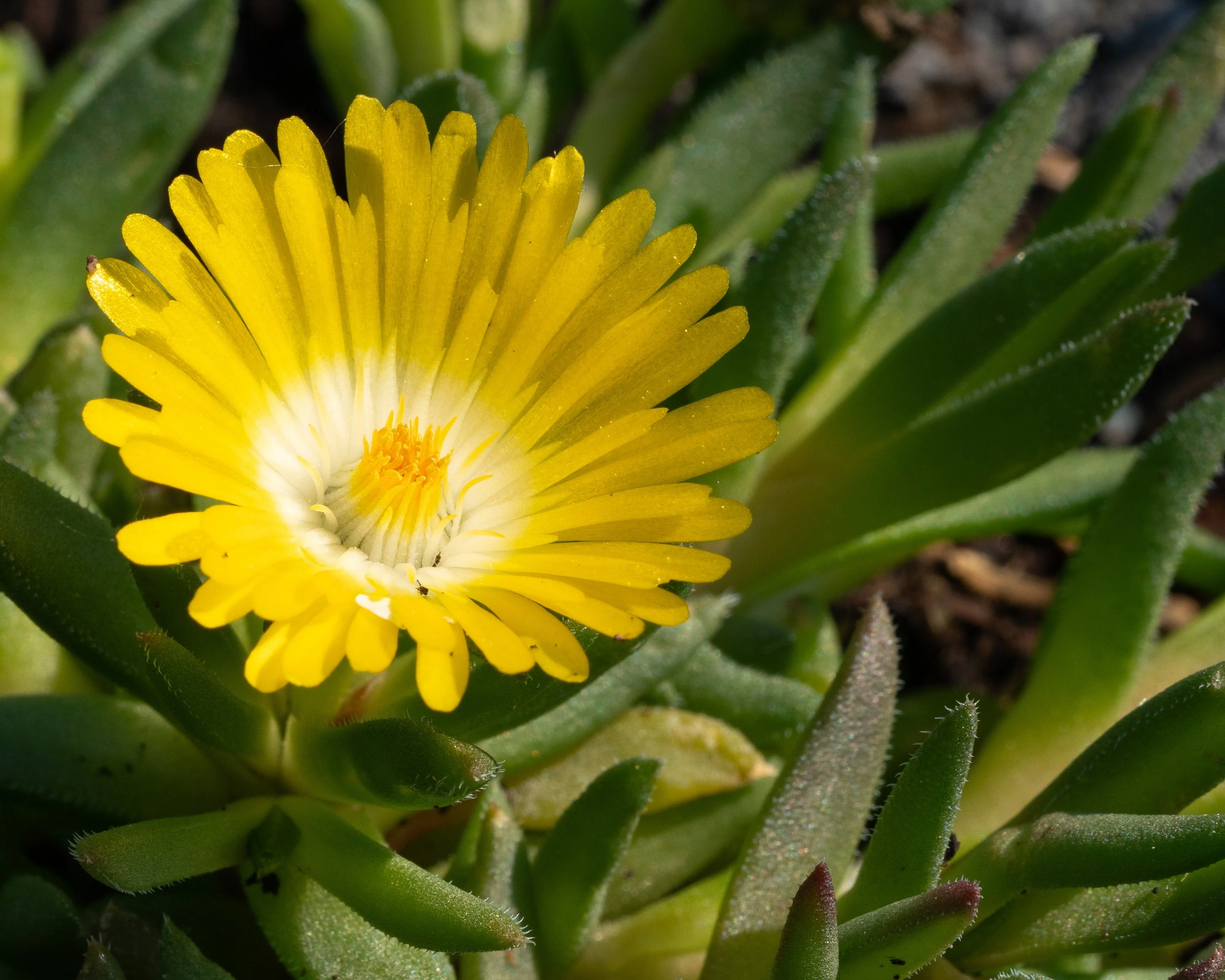 Delosperma 'Ice Cream Yellow' - Image 3