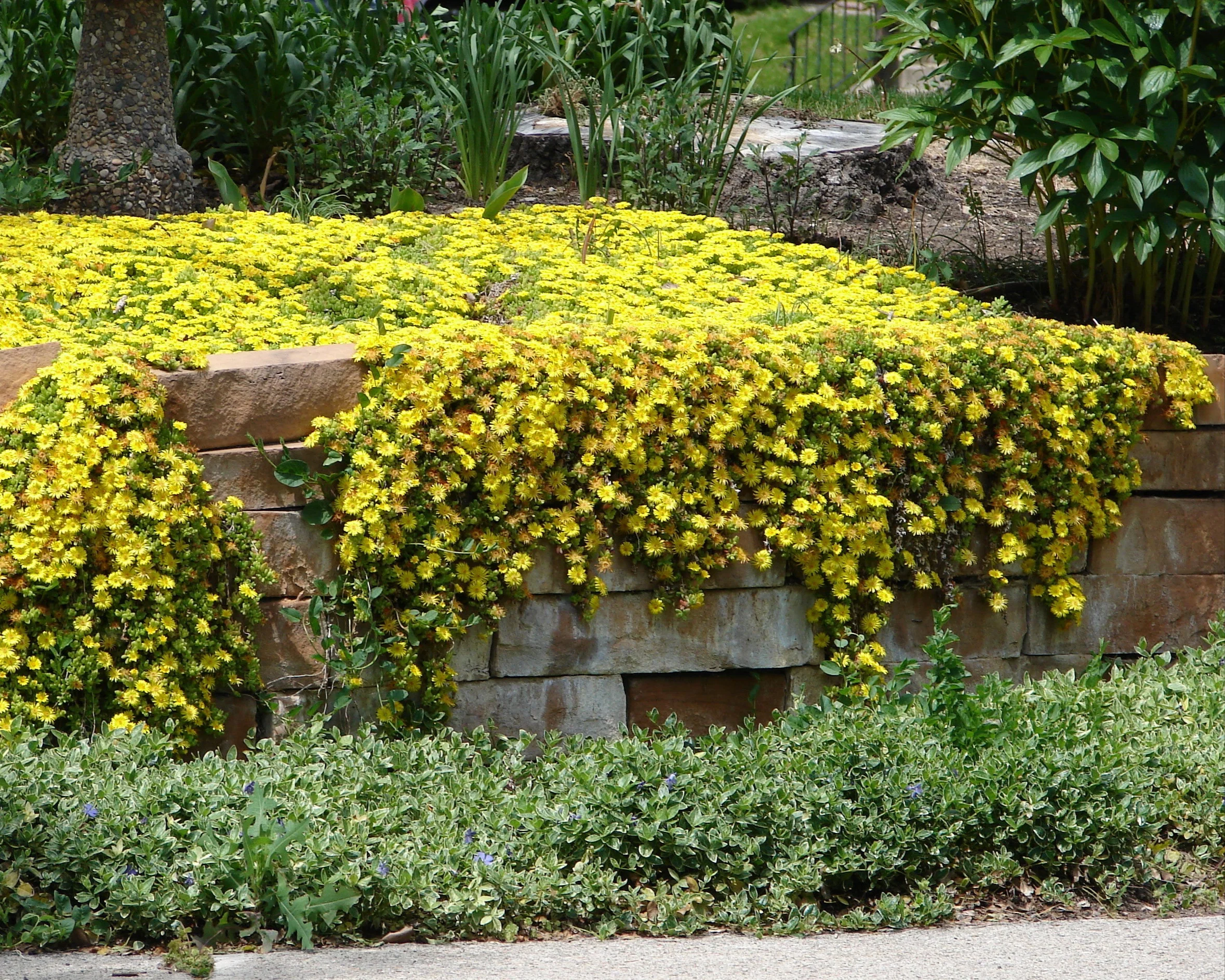Delosperma 'Ice Cream Yellow' - Image 4