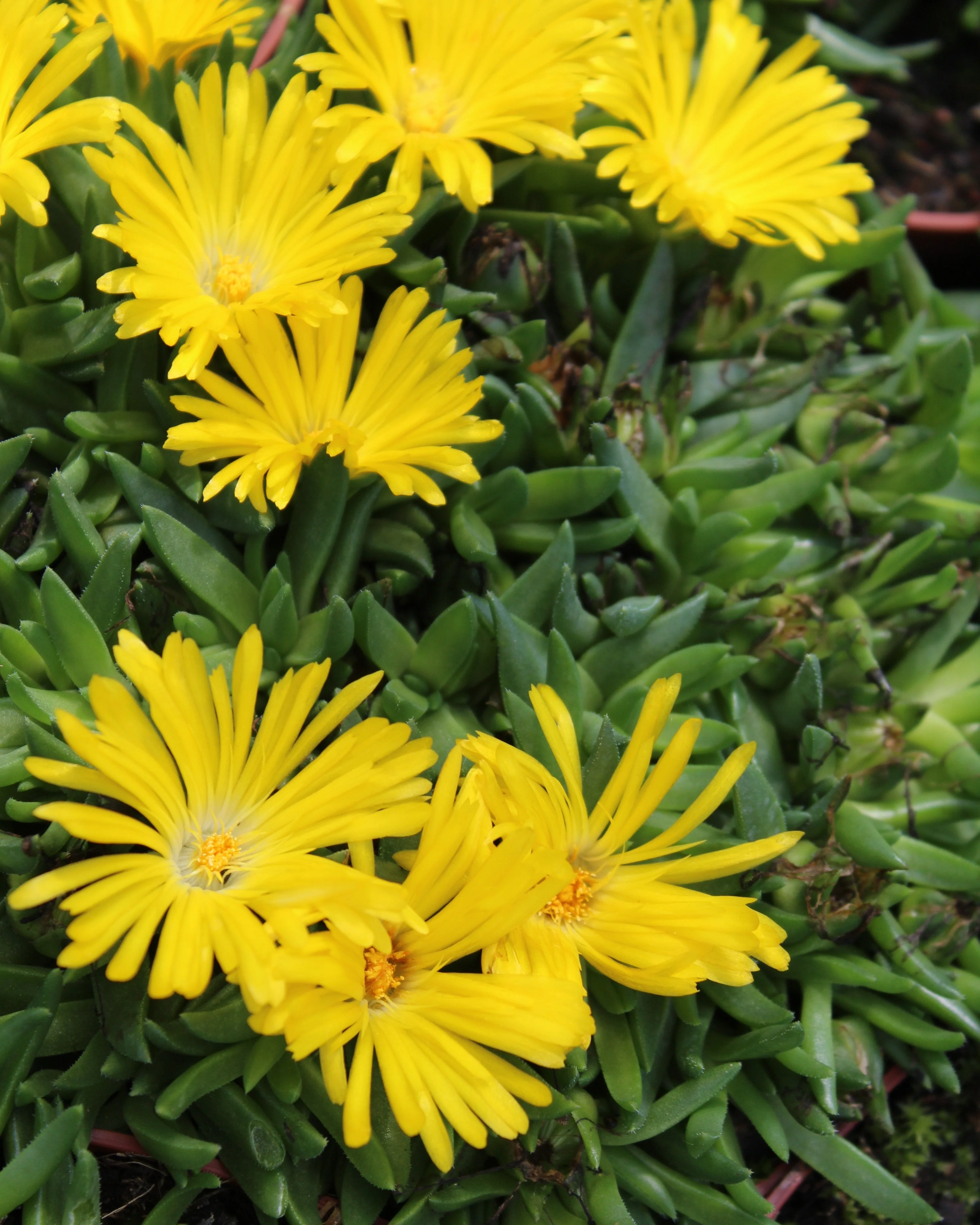 Delosperma 'Ice Cream Yellow' - Image 5