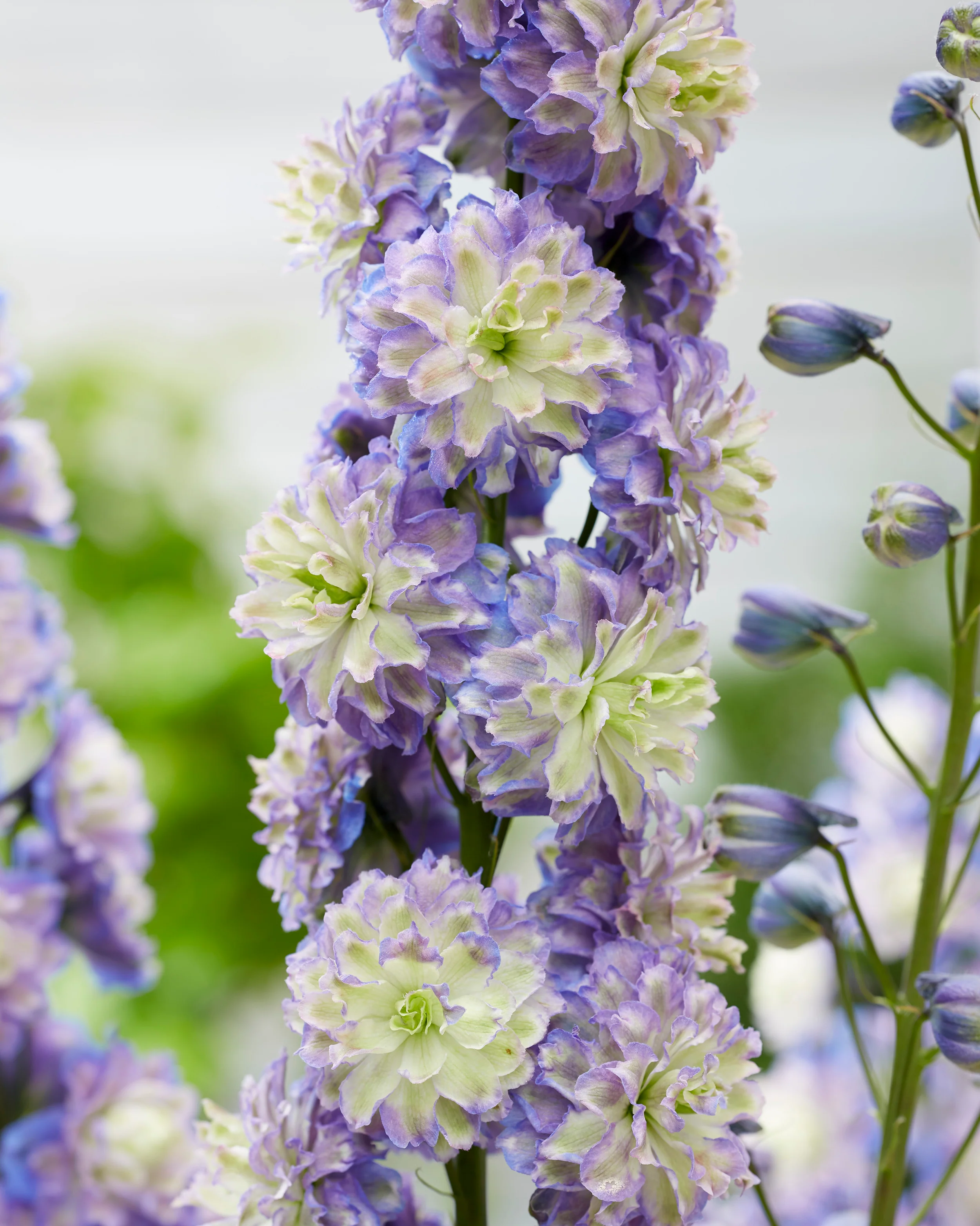 Delphinium 'Bolero' - Image 5