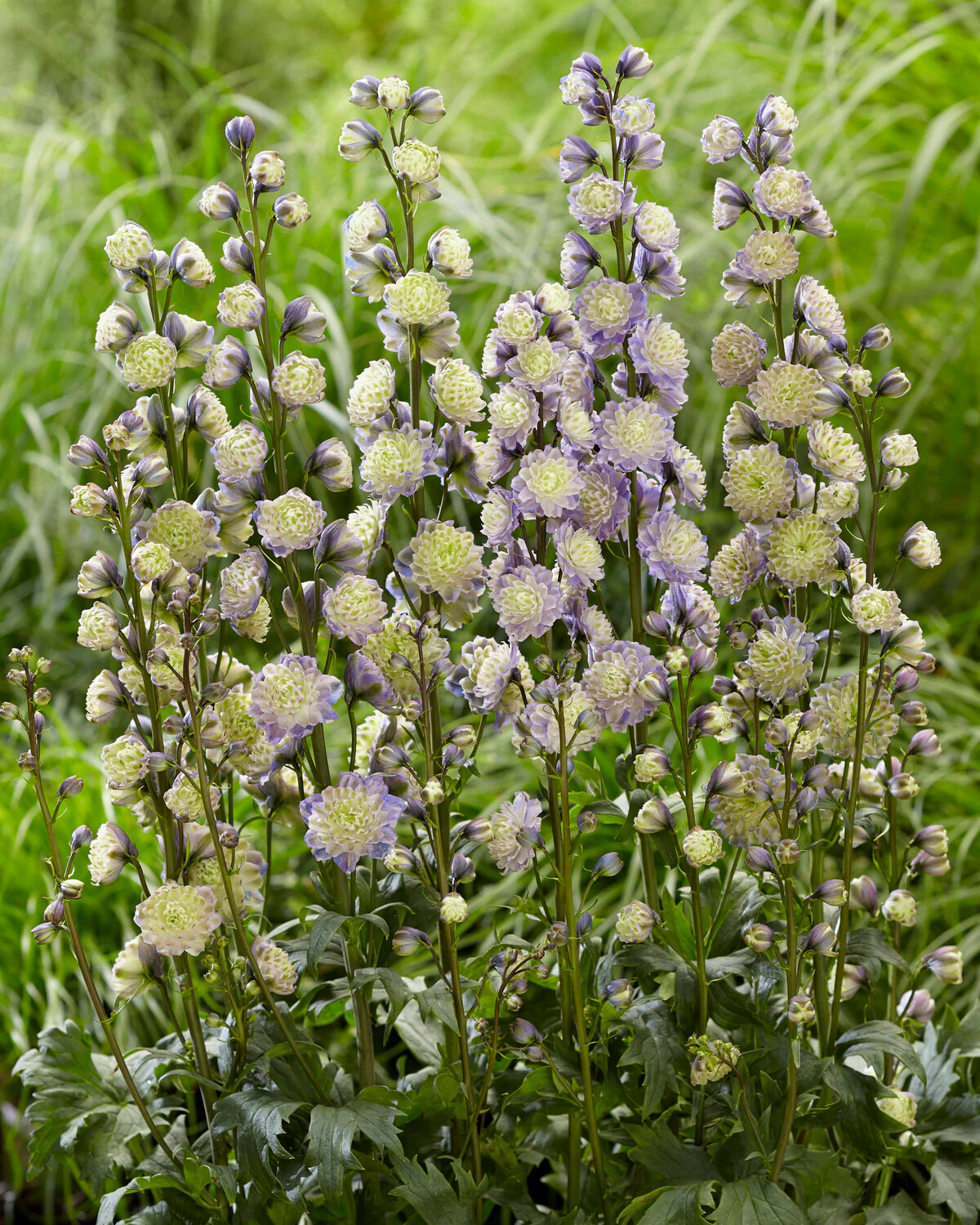 Delphinium 'Dream Sensation' - Image 3