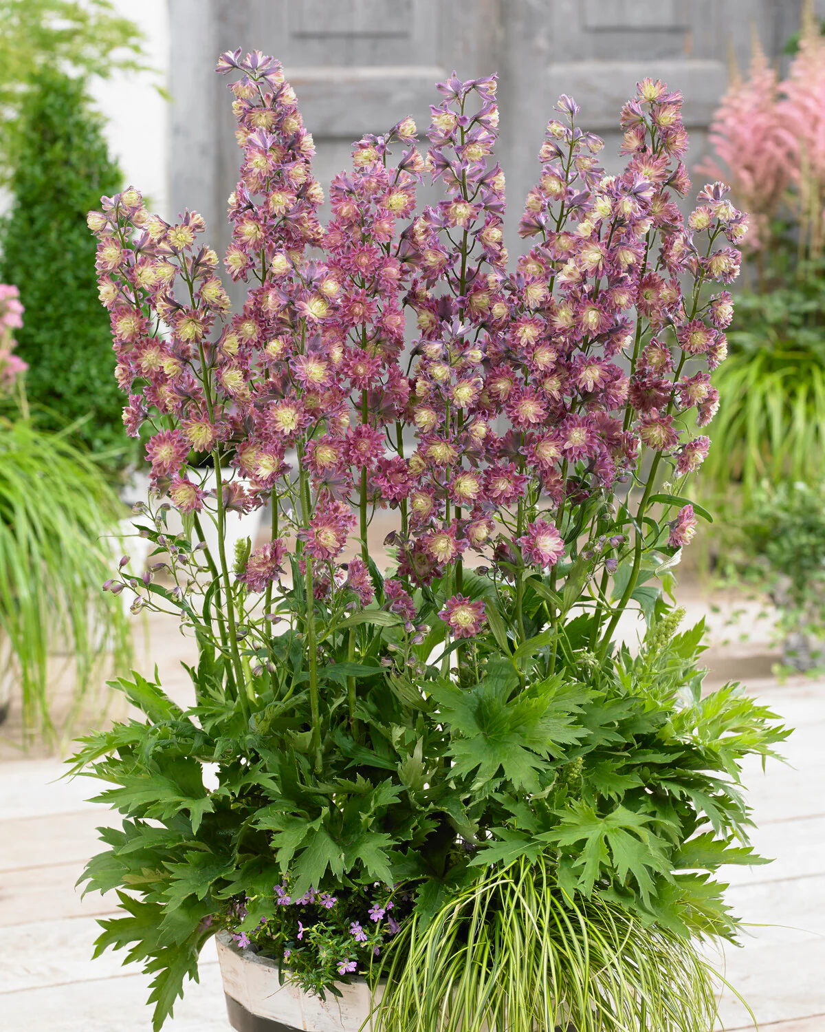 Delphinium 'Flamenco' - Image 4