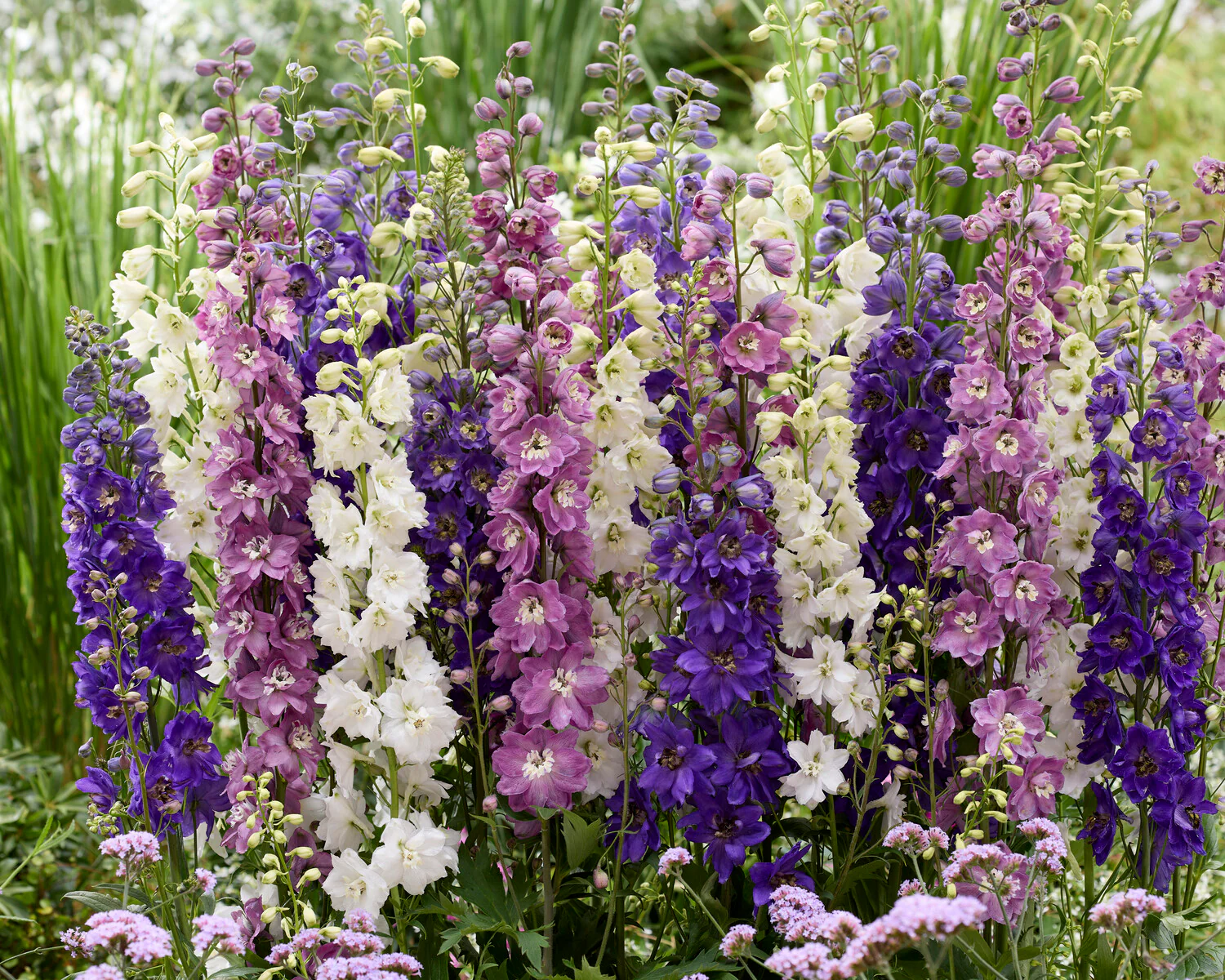 Delphinium 'Magic Fountains Mix' - Image 3