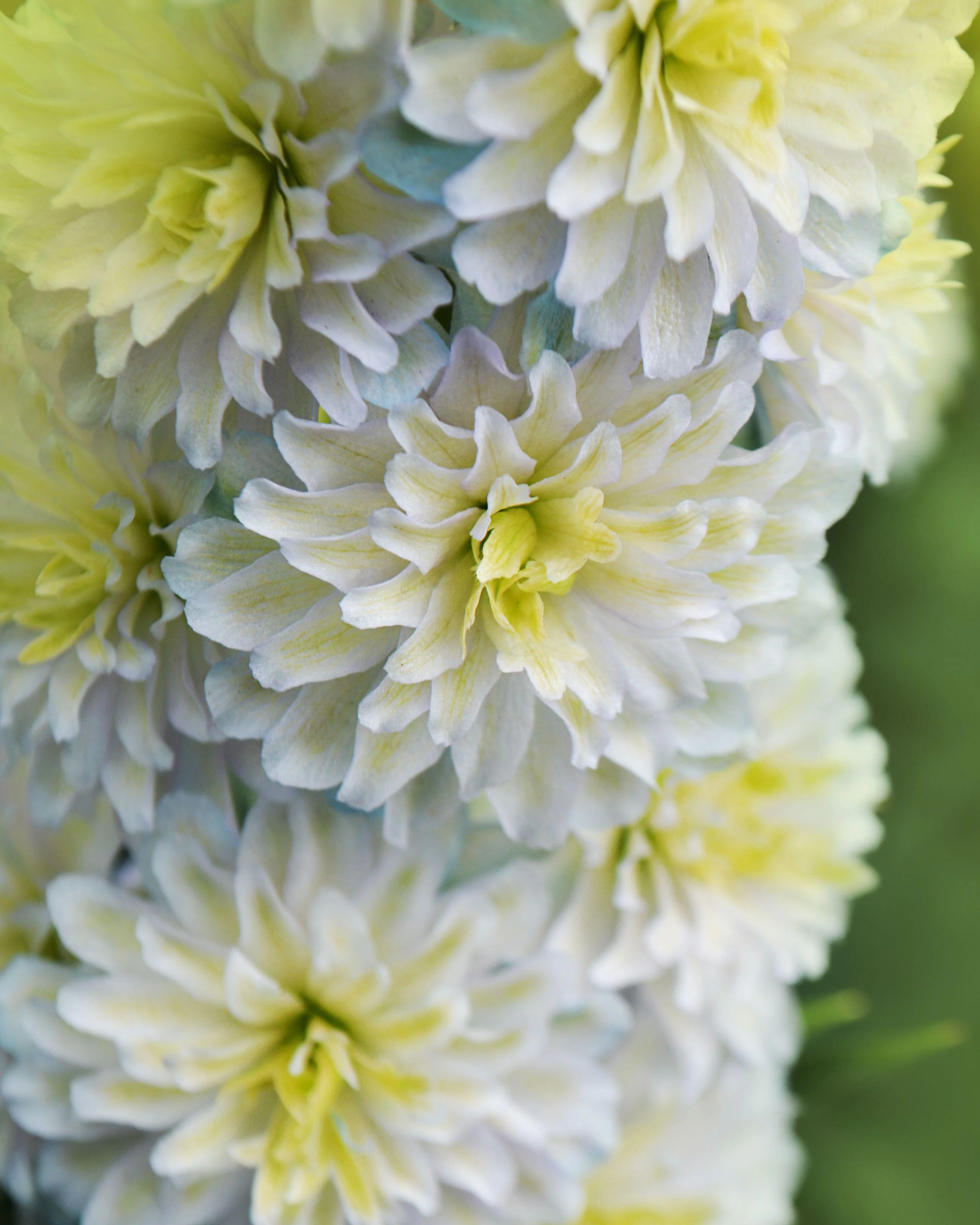 Delphinium 'Polar Sensation' - Image 4