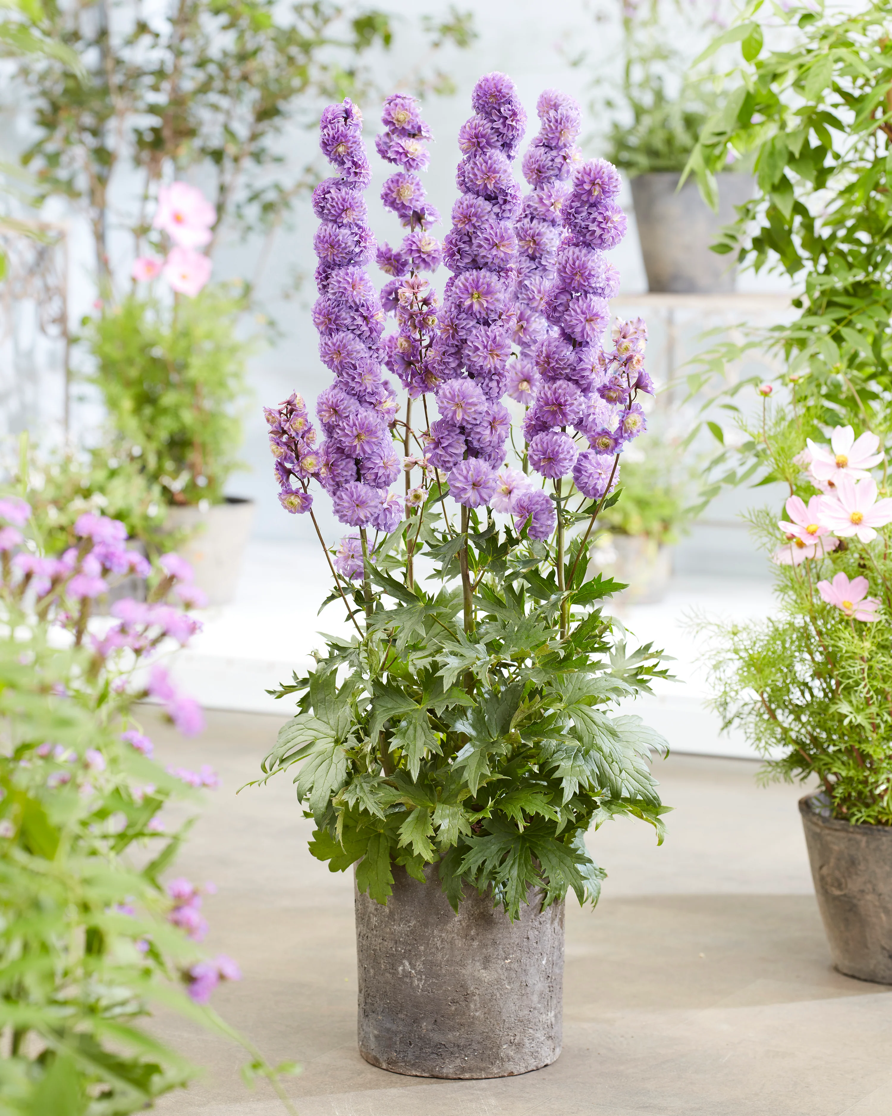 Delphinium 'Purple Surprise' - Image 4