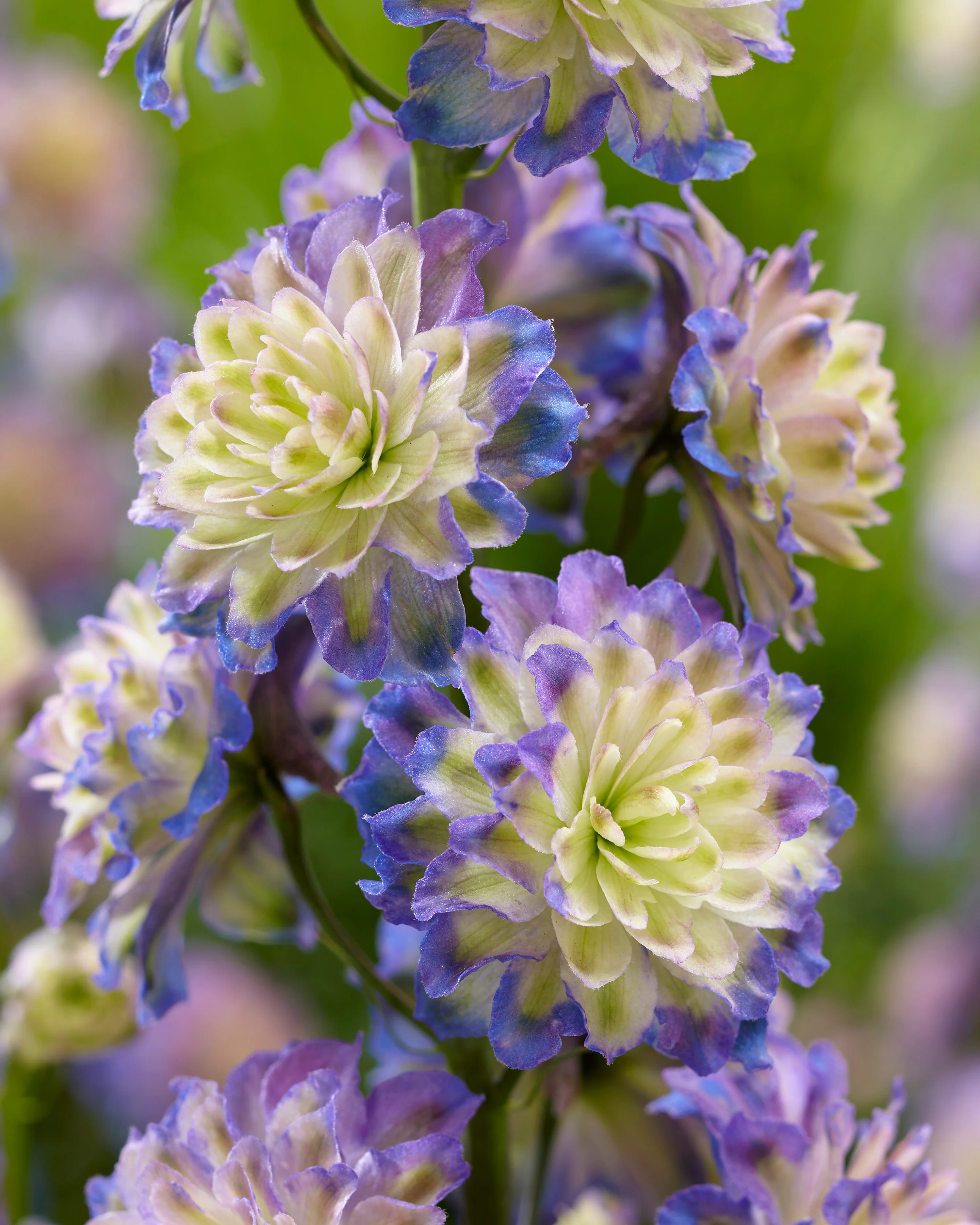 Delphinium 'Purple Surprise' - Image 5