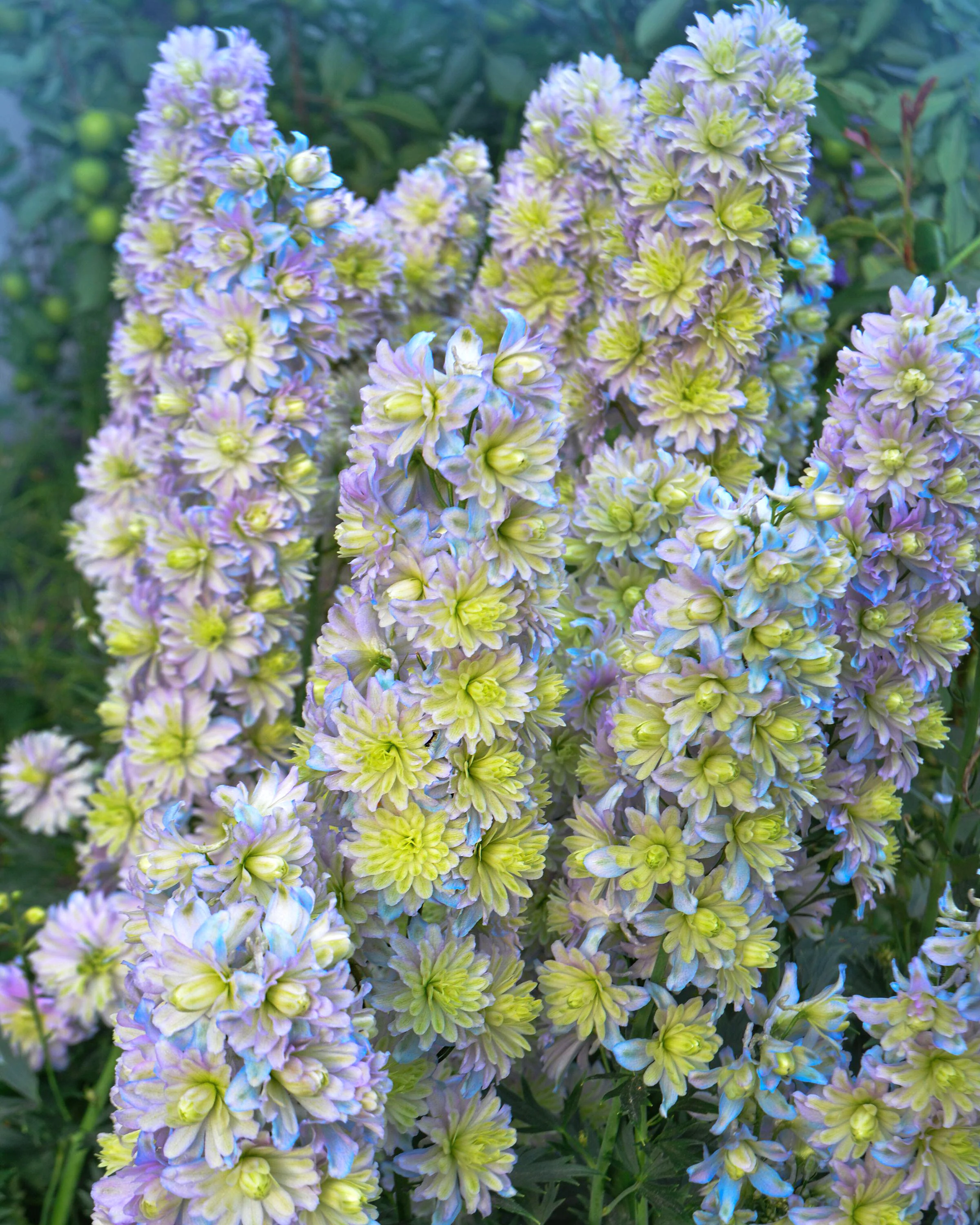 Delphinium 'Rainbow Sensation' - Image 5