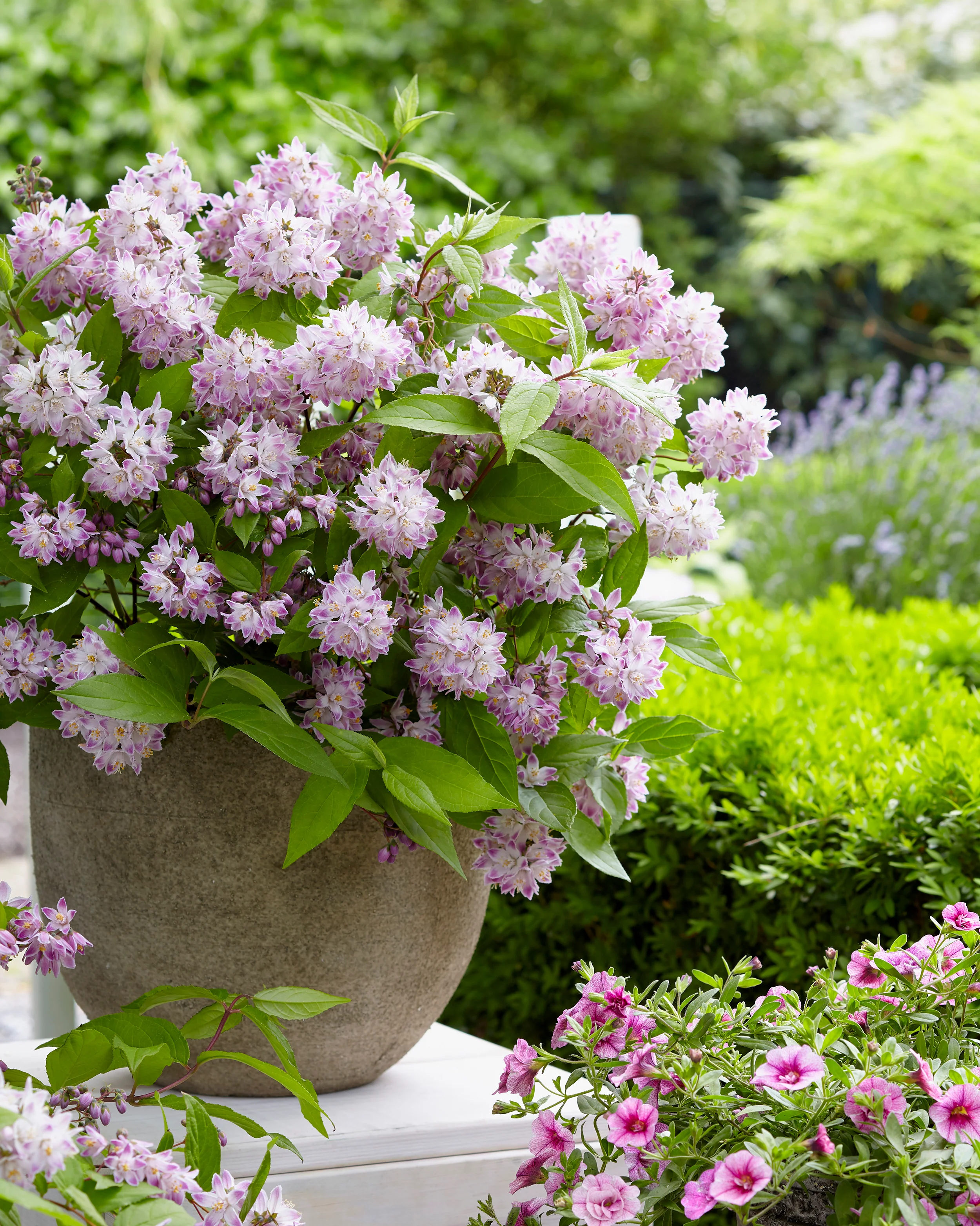 Deutzia 'Raspberry Sundae' - Image 10