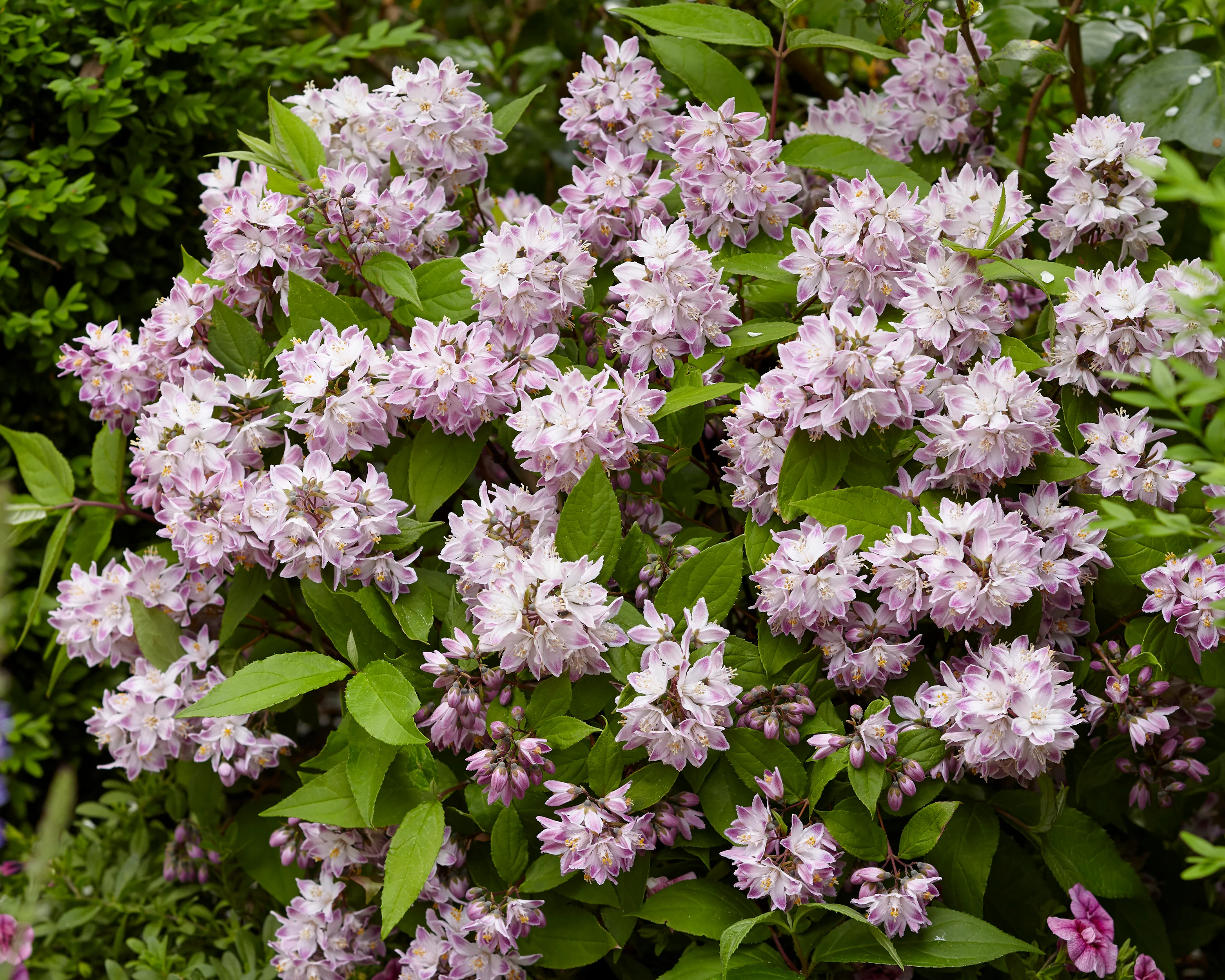 Deutzia 'Raspberry Sundae' - Image 5