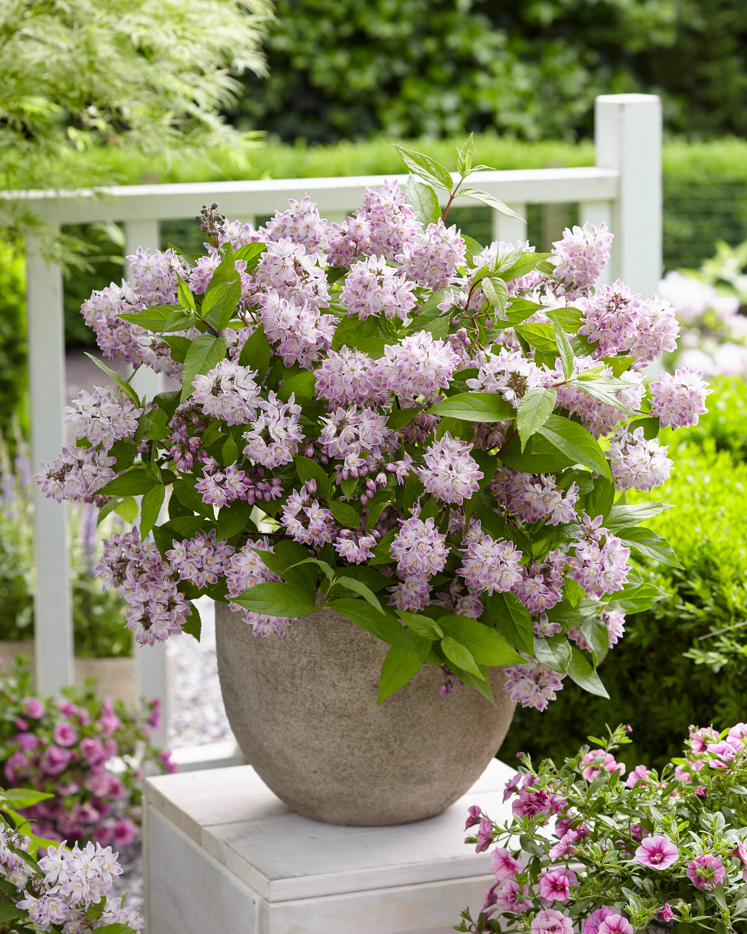 Deutzia 'Raspberry Sundae' - Image 7