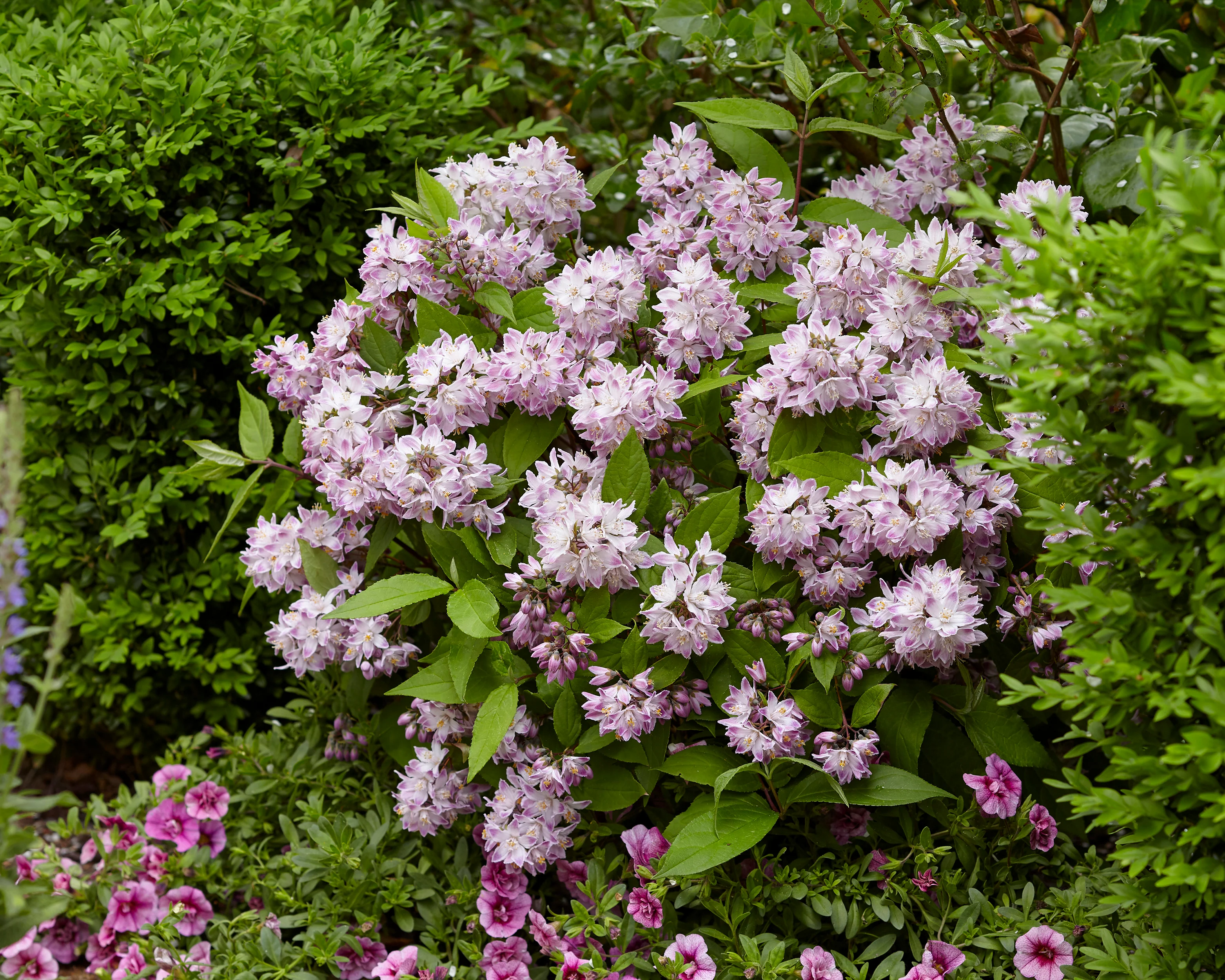 Deutzia 'Raspberry Sundae' - Image 9