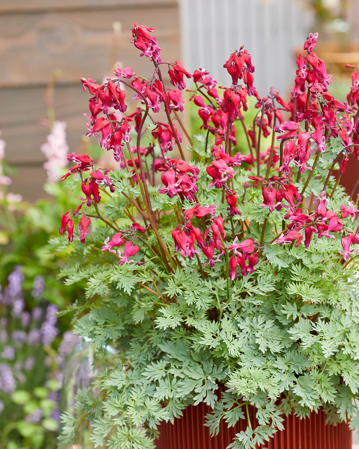 Dicentra 'Burning Hearts' - Image 3