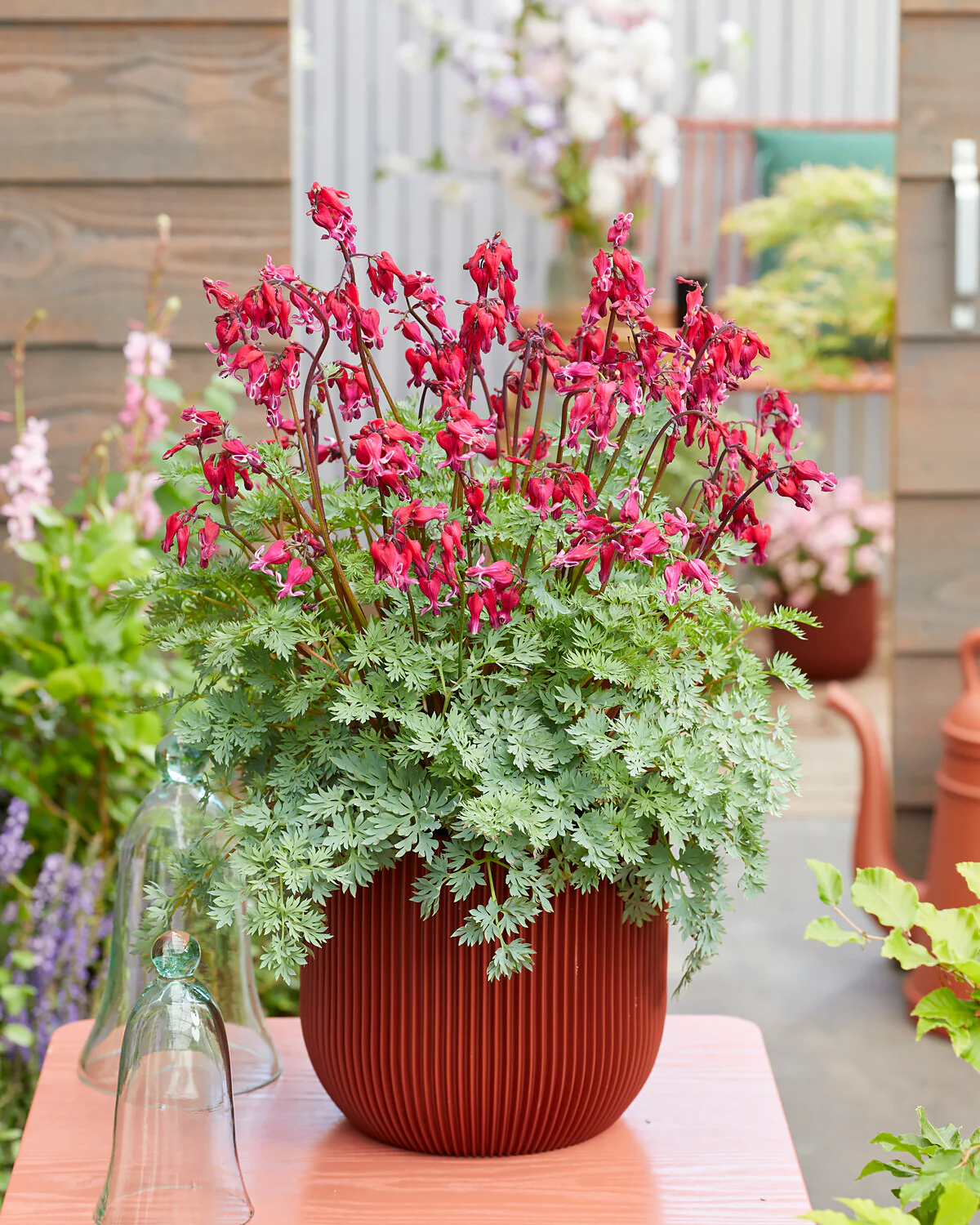 Dicentra 'Burning Hearts' - Image 4