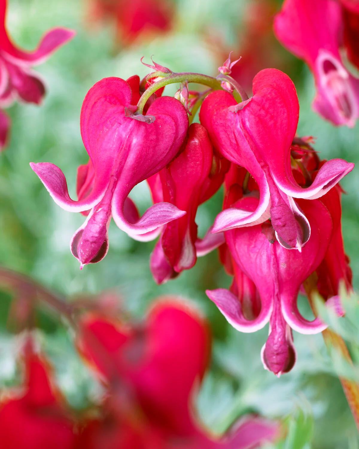 Dicentra 'Burning Hearts' - Image 5