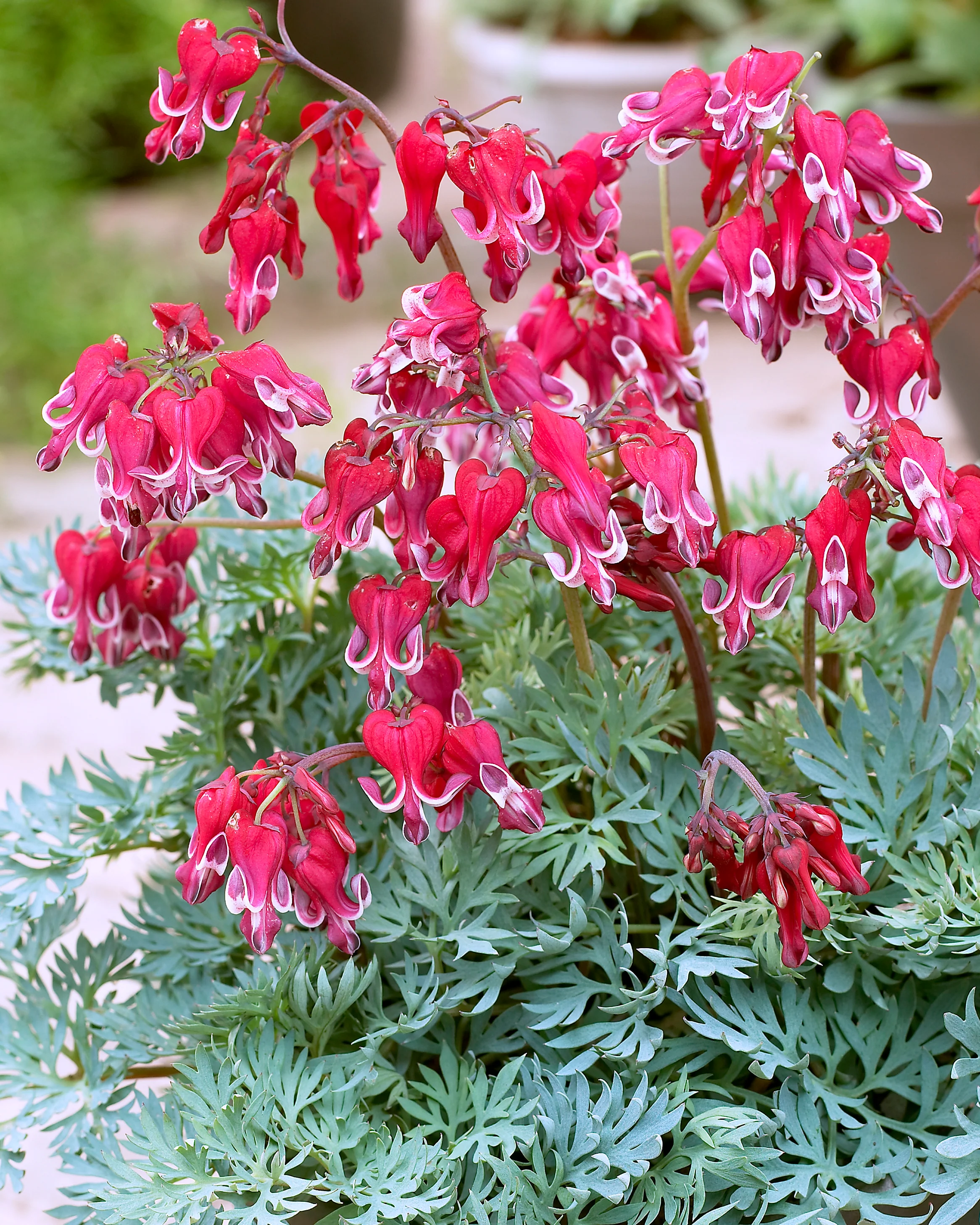 Dicentra 'Burning Hearts' - Image 6