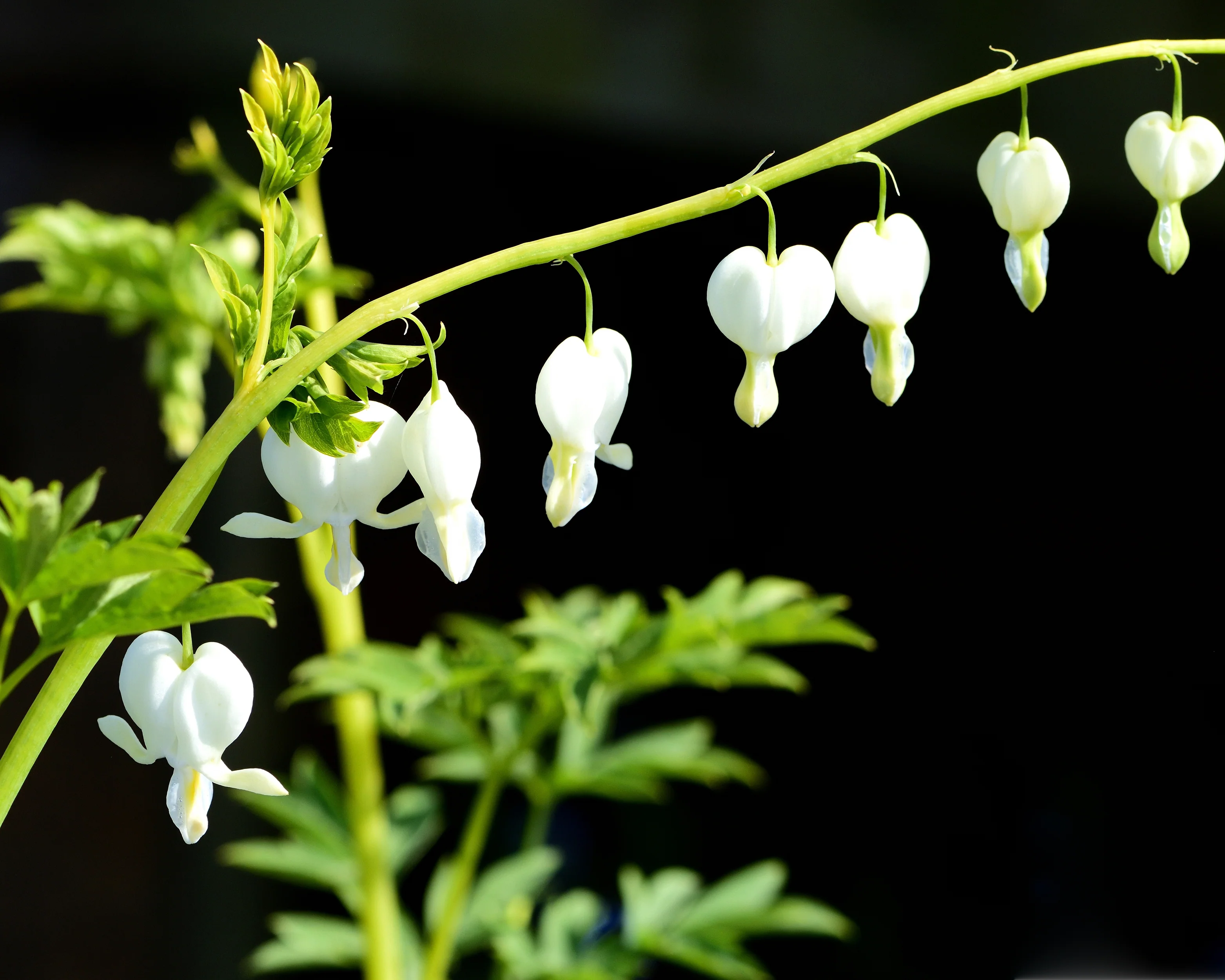 Dicentra 'Alba' - Image 3
