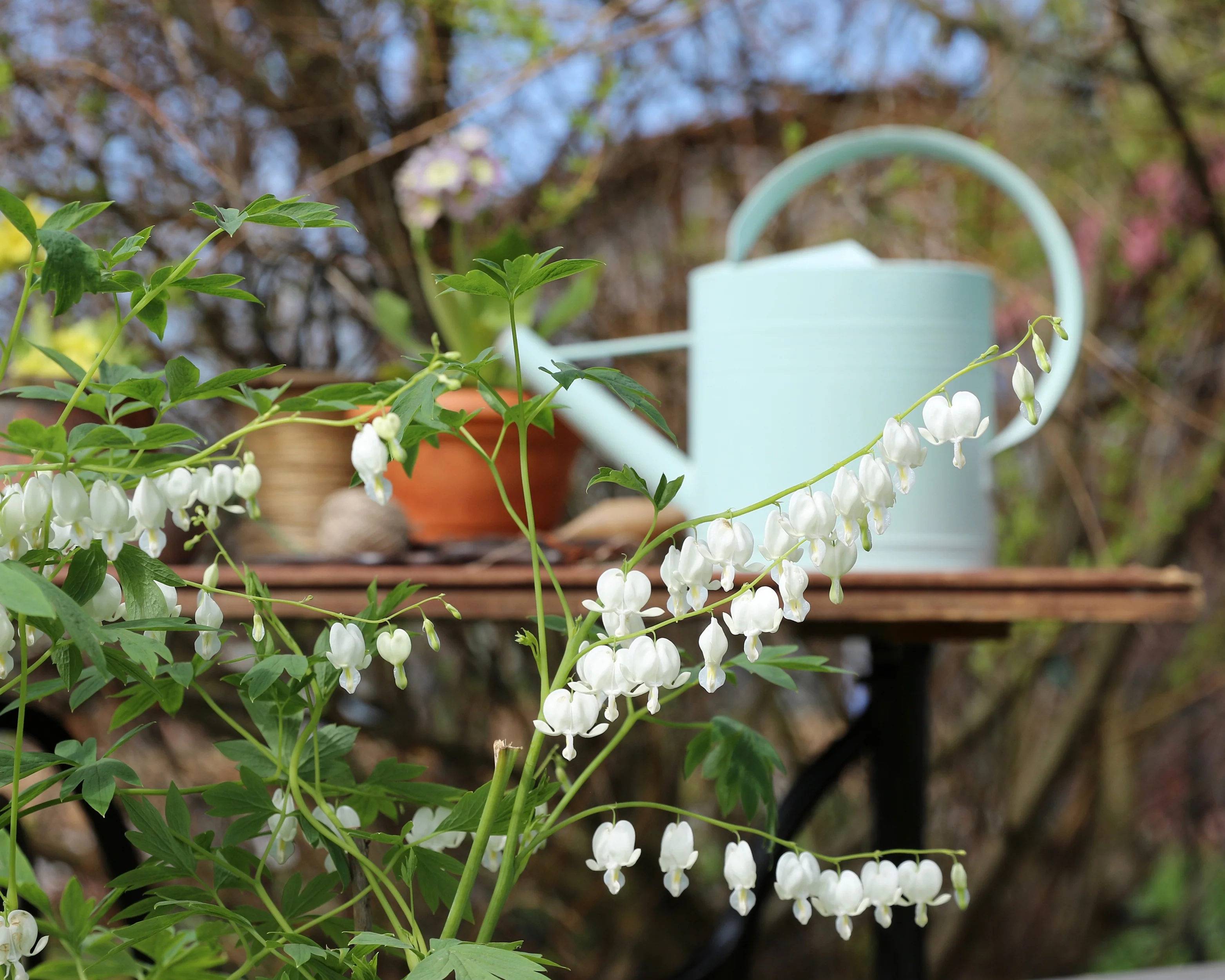 Dicentra 'Alba' - Image 4