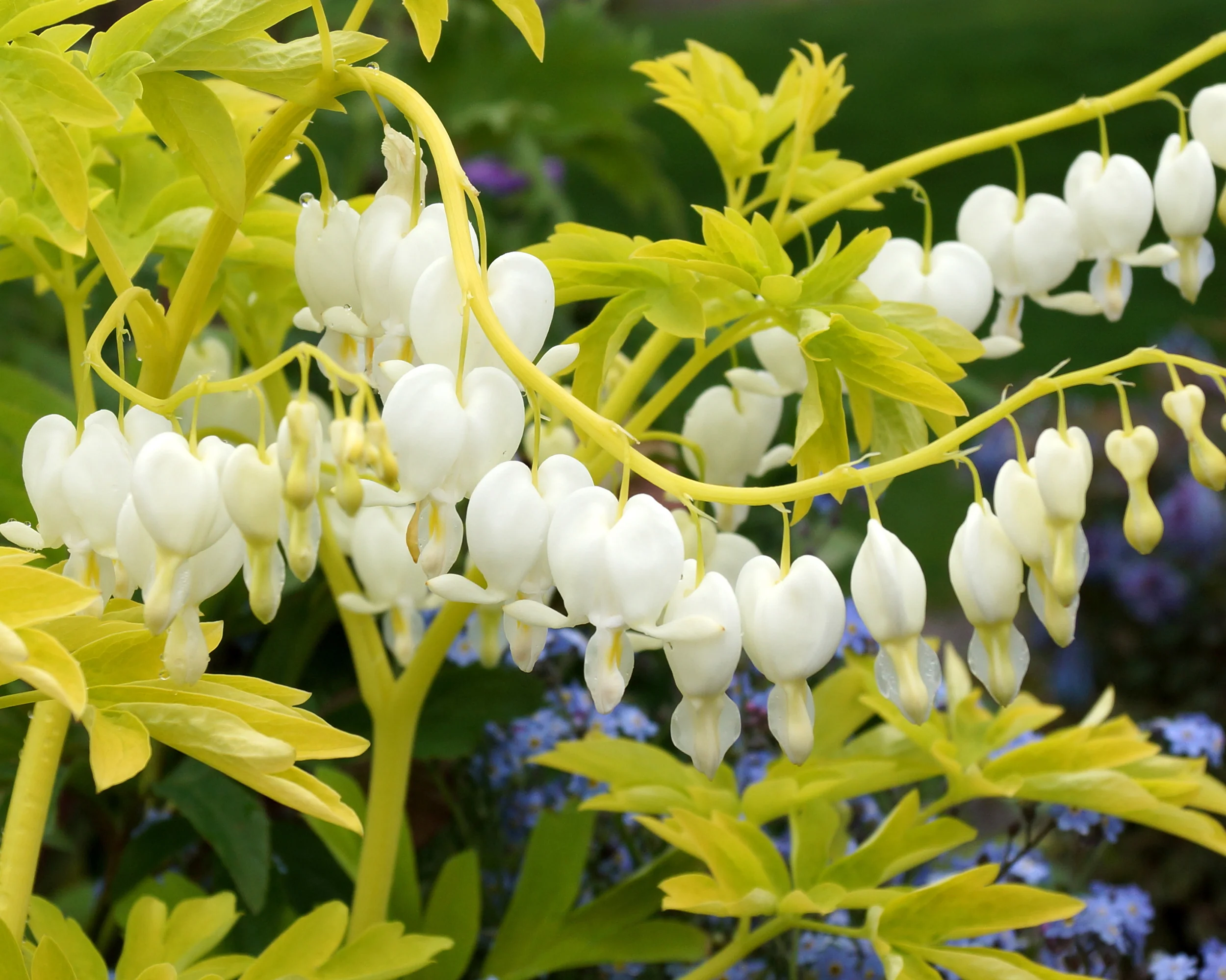 Dicentra 'Alba' - Image 5