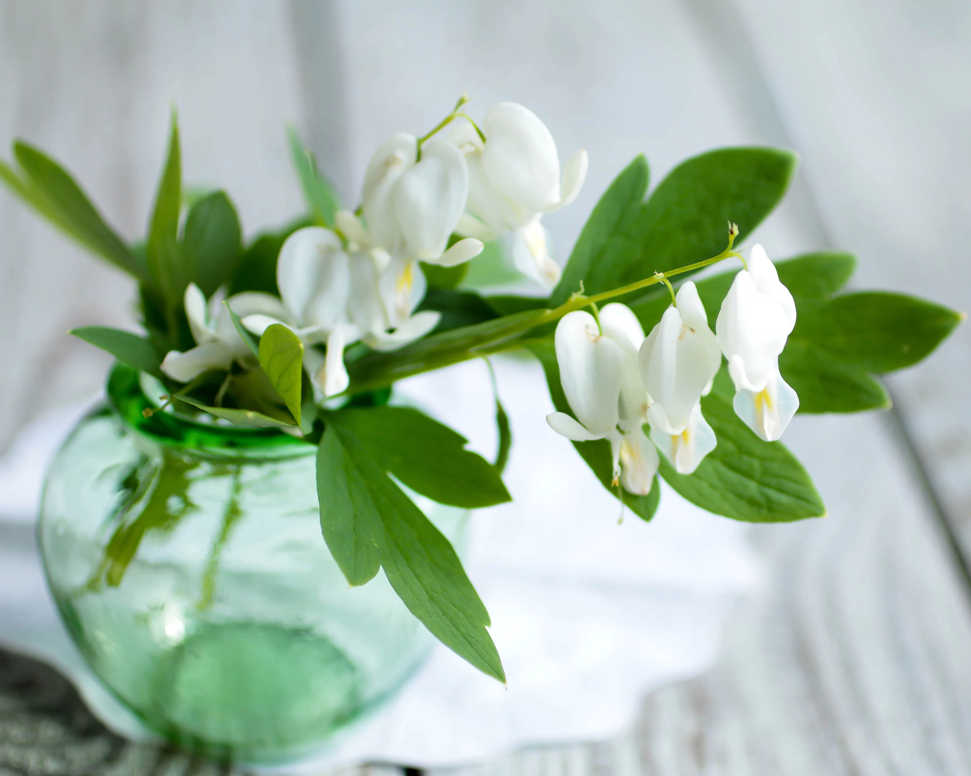 Dicentra 'Alba' - Image 6