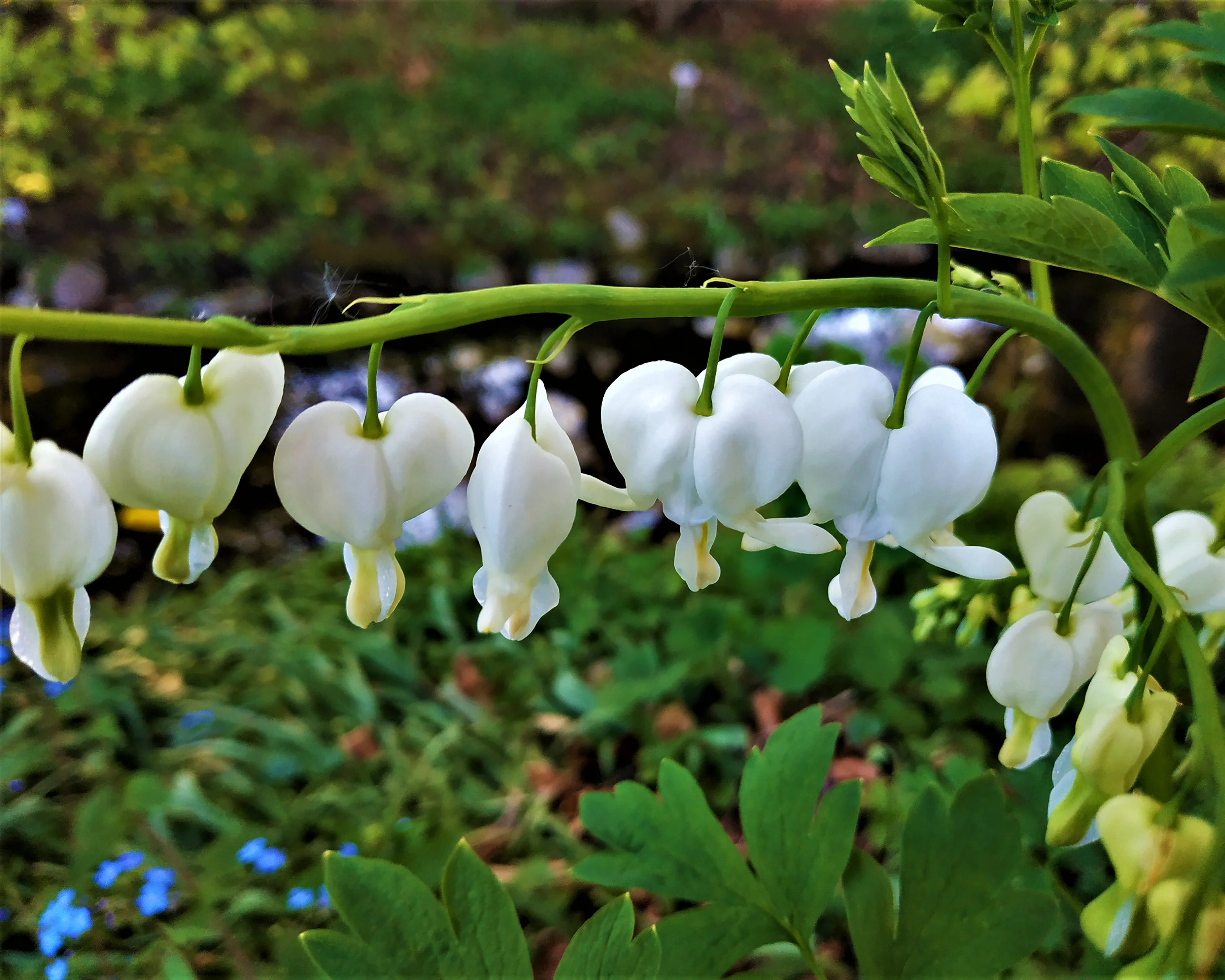 Dicentra 'Alba' - Image 8