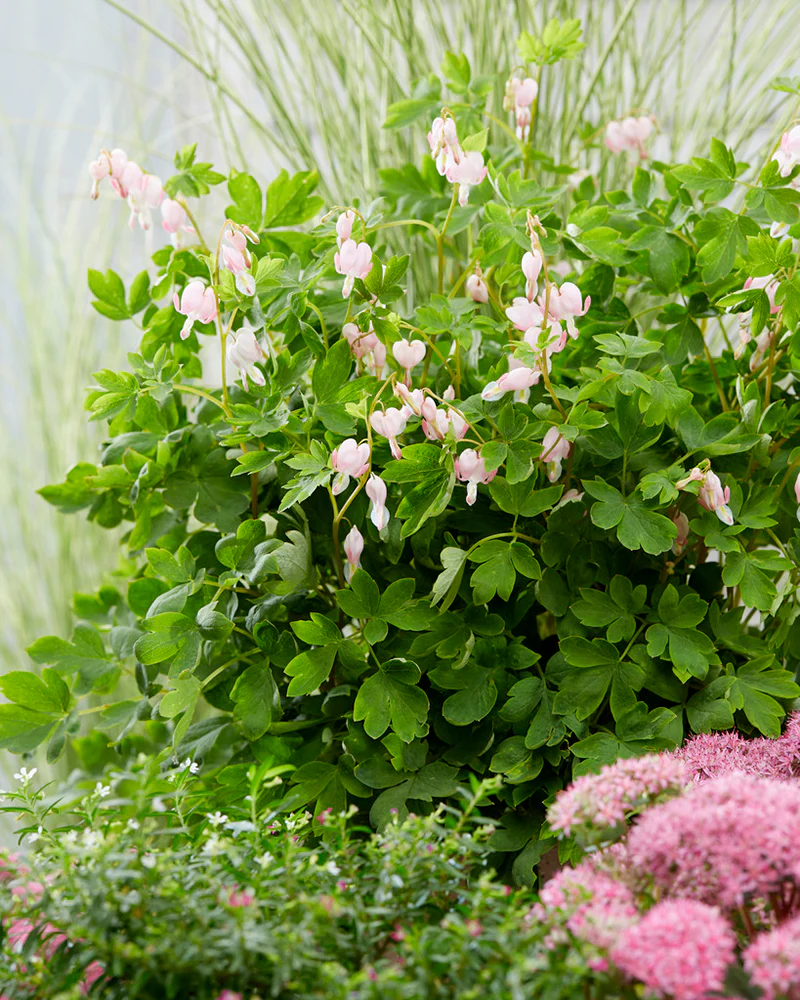 Dicentra 'Cupid' - Image 5