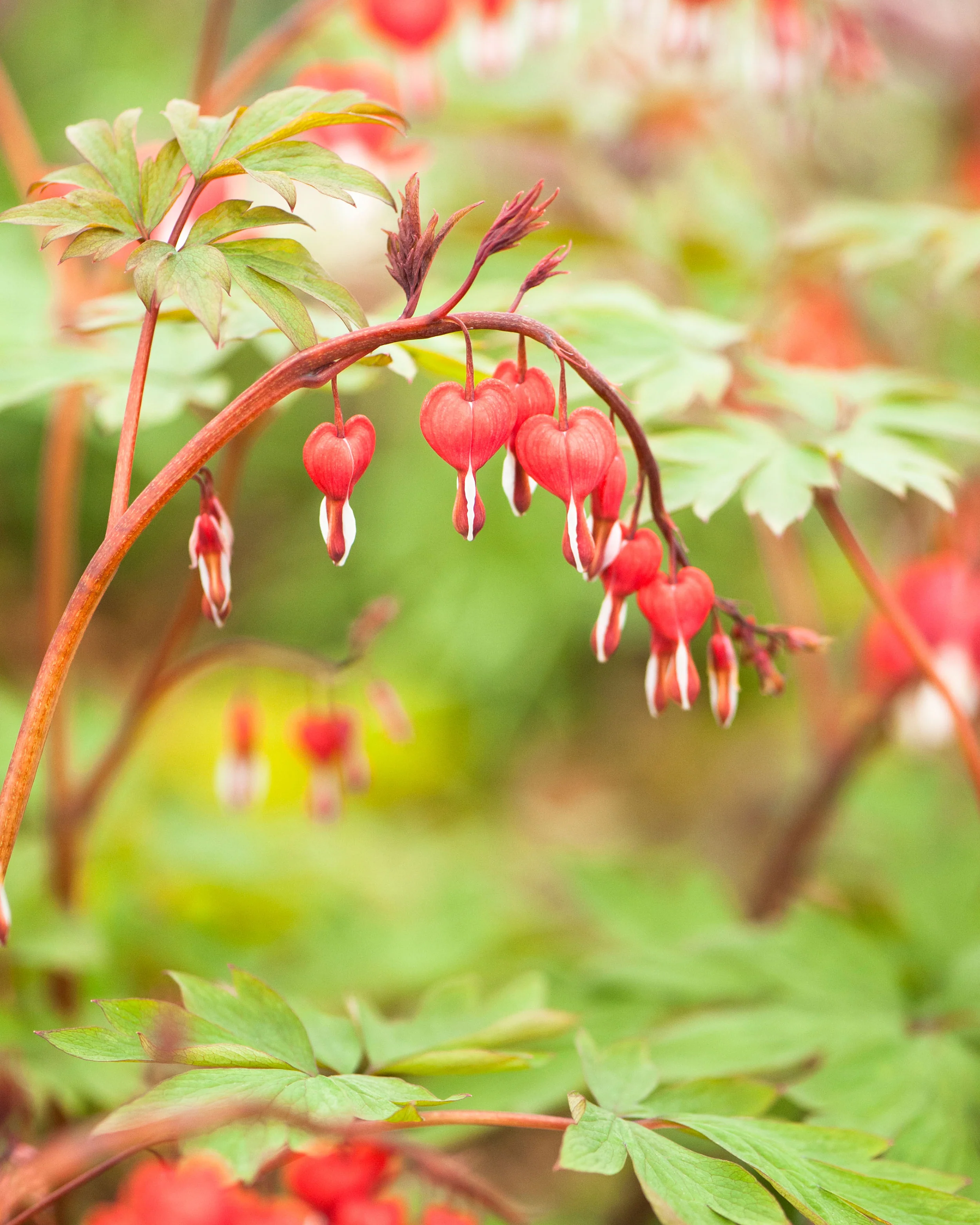 Dicentra 'Valentine' - Image 3