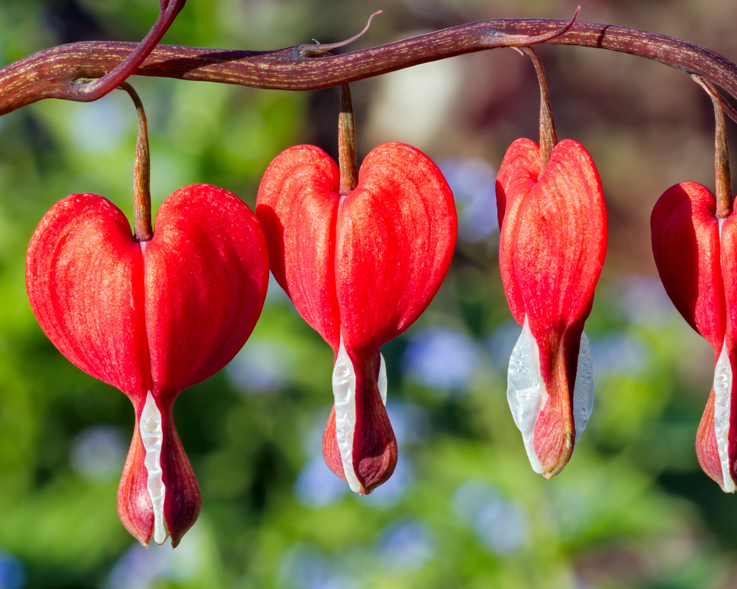 Dicentra 'Valentine' - Image 4
