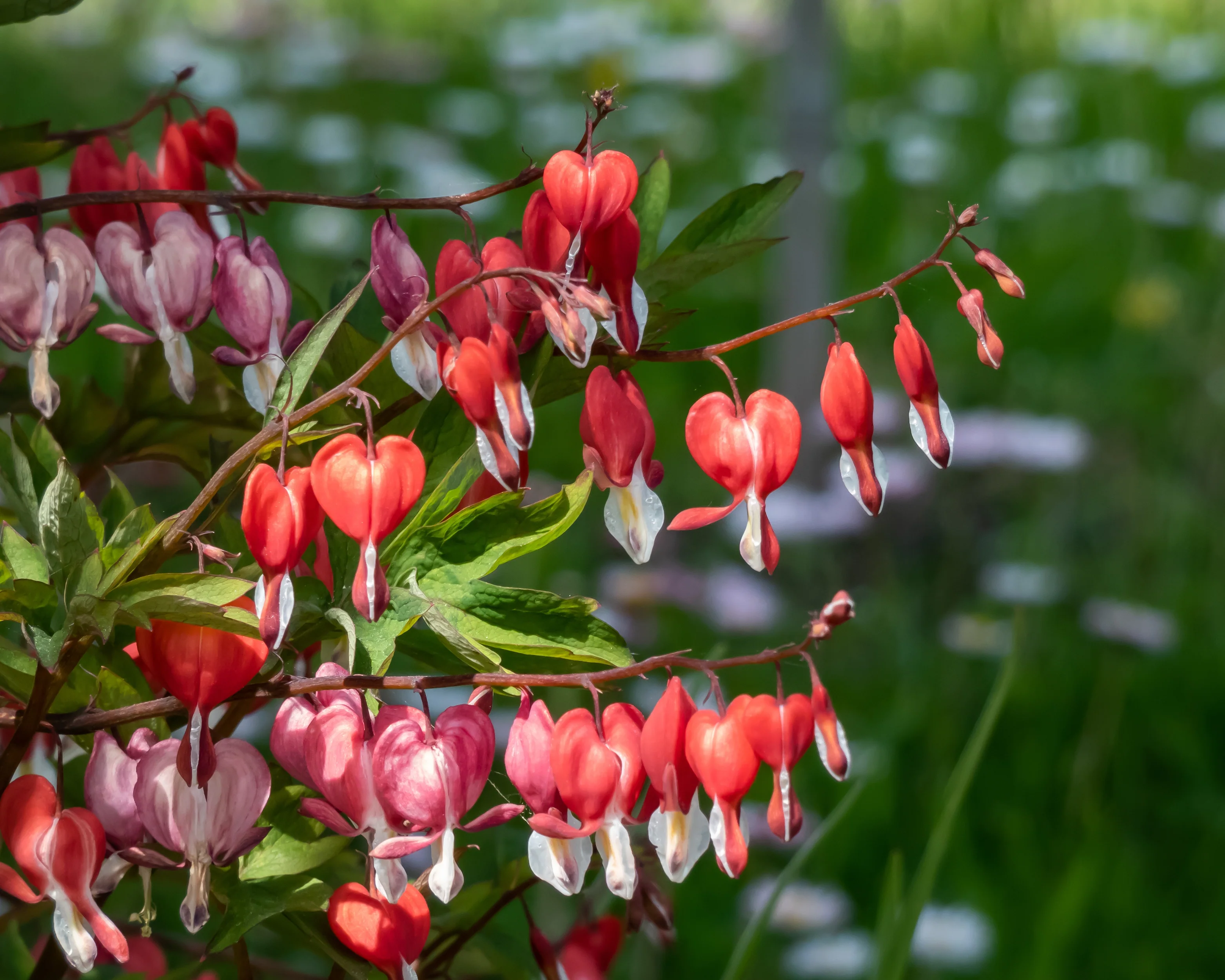 Dicentra 'Valentine' - Image 5