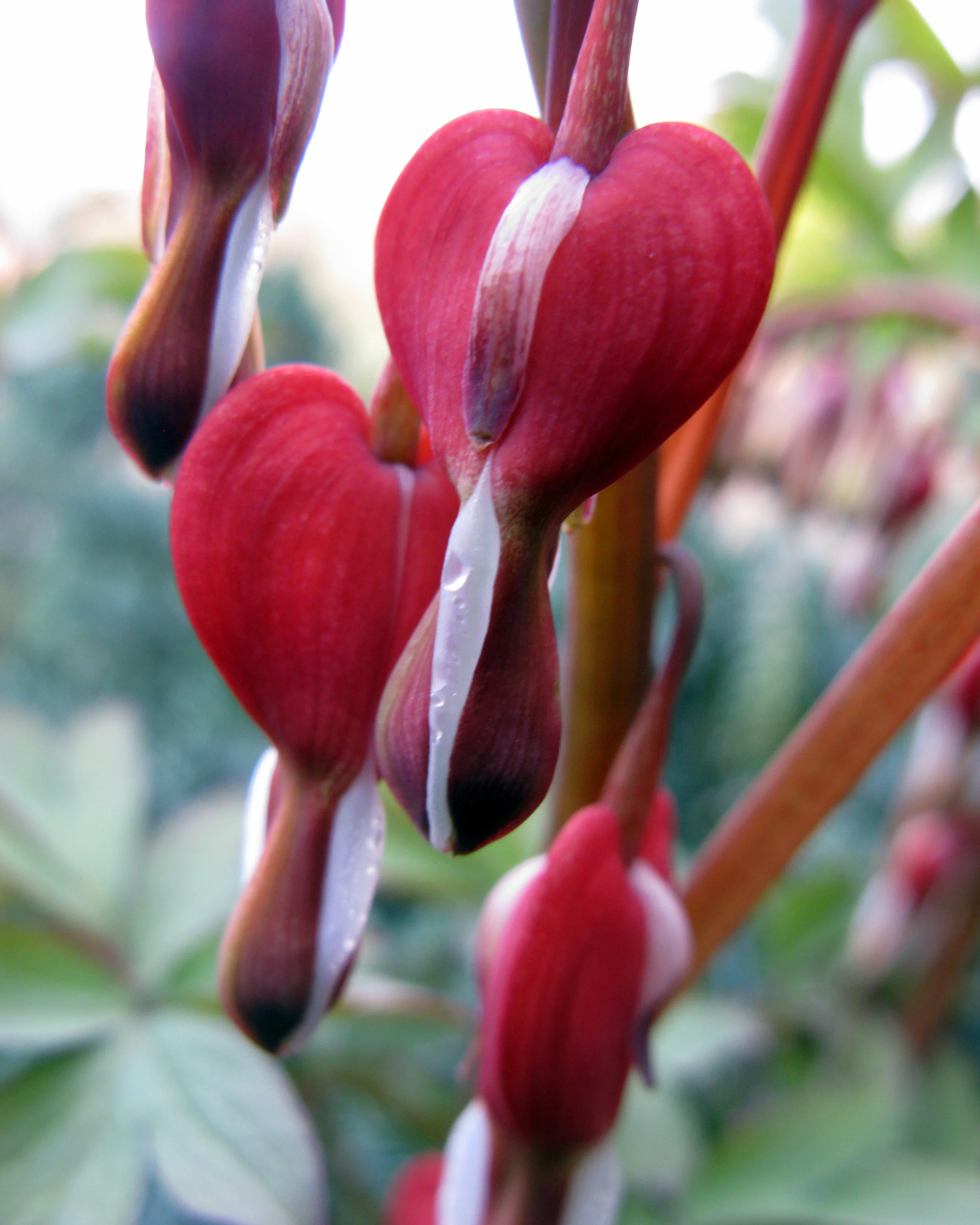 Dicentra 'Valentine' - Image 7