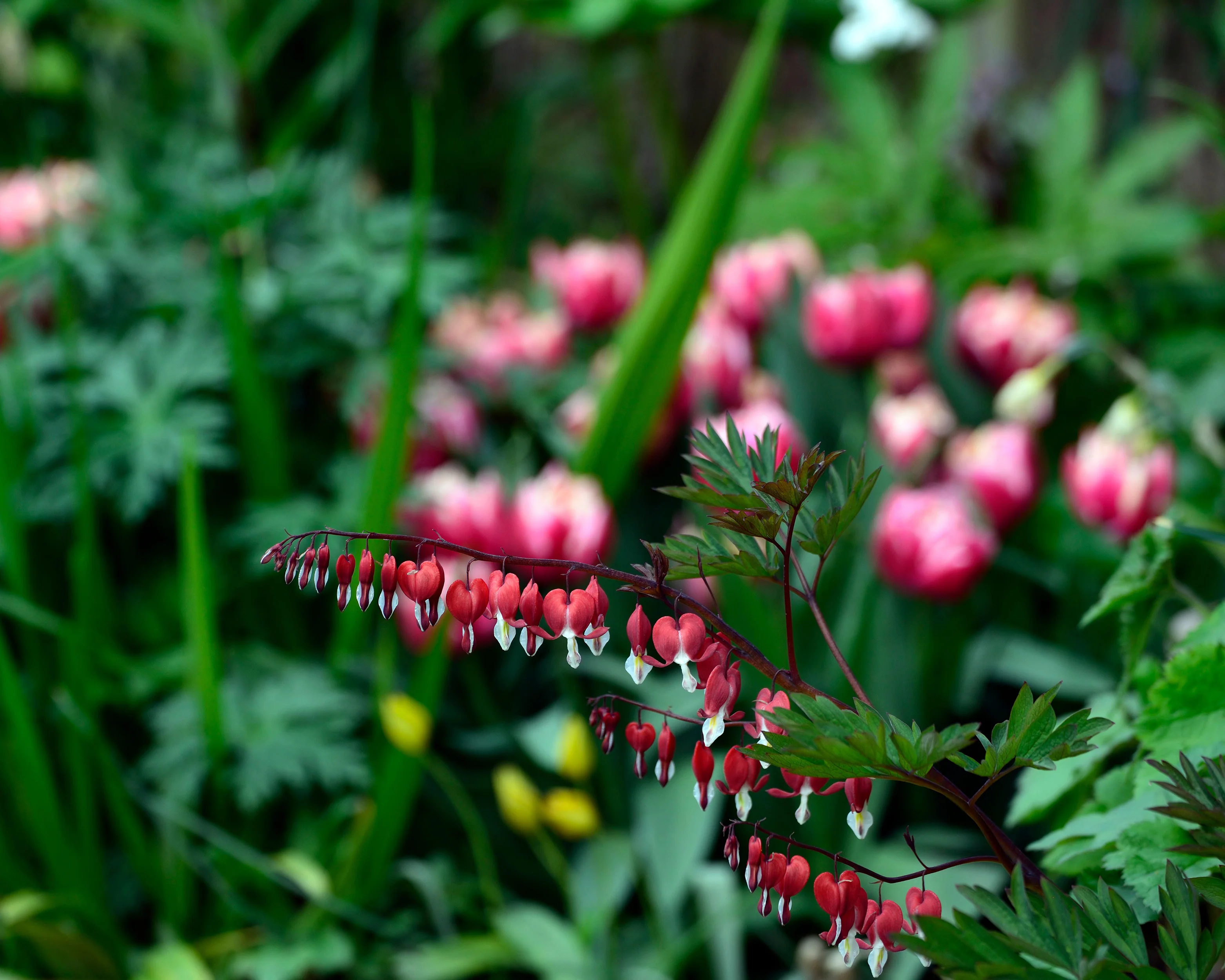 Dicentra 'Valentine' - Image 8