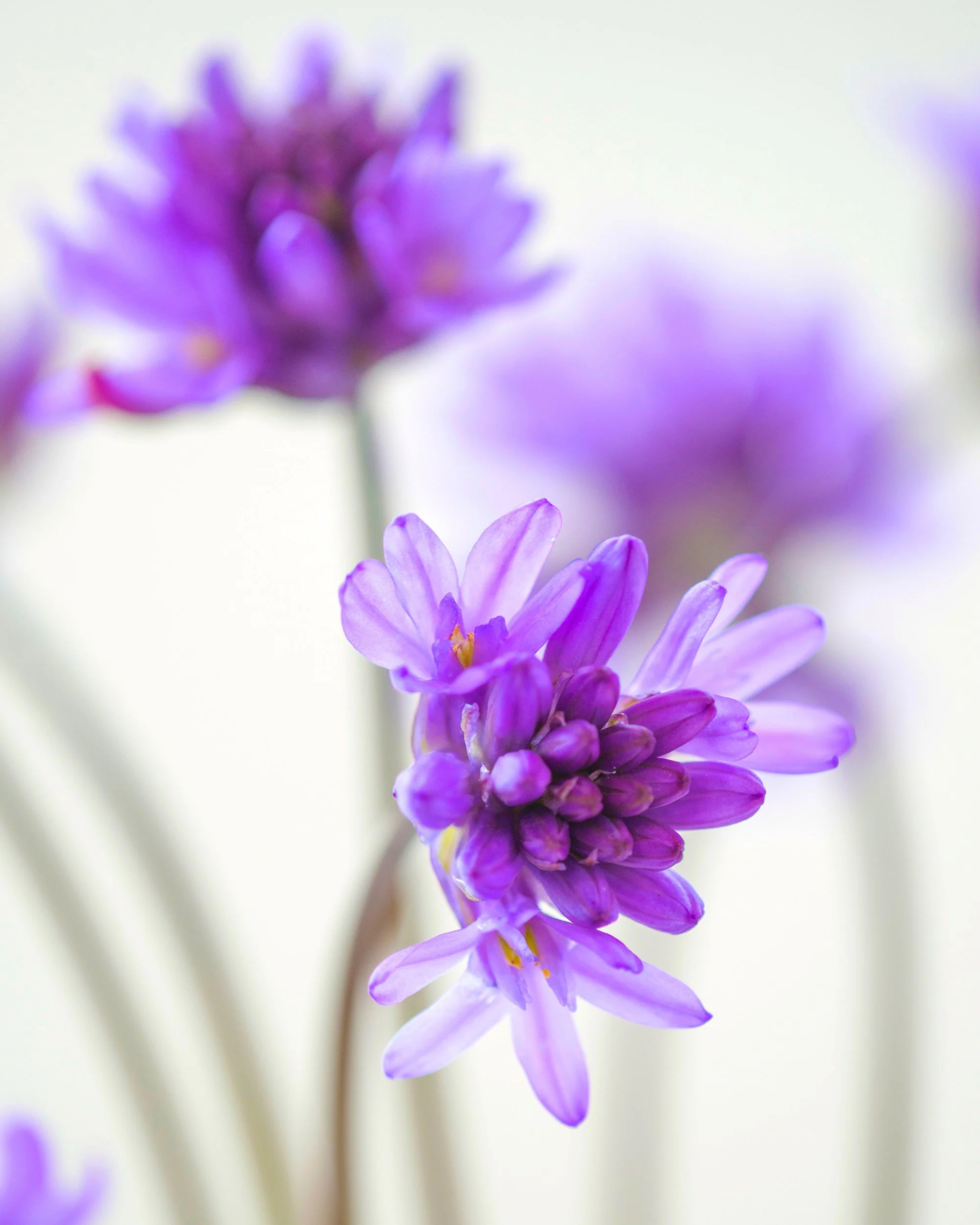 Dichelostemma congestum - Image 7