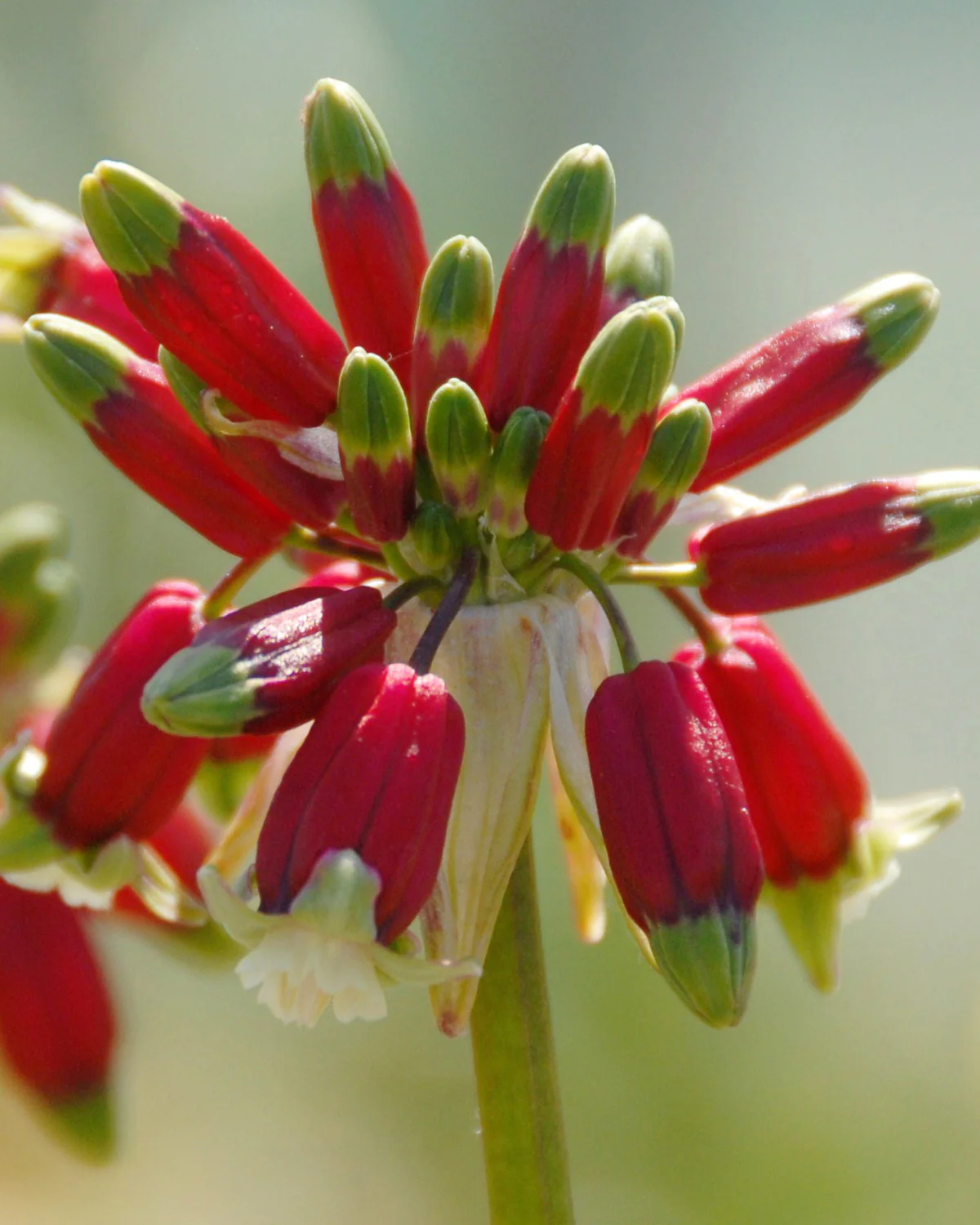 Dichelostemma ida-maia - Image 6