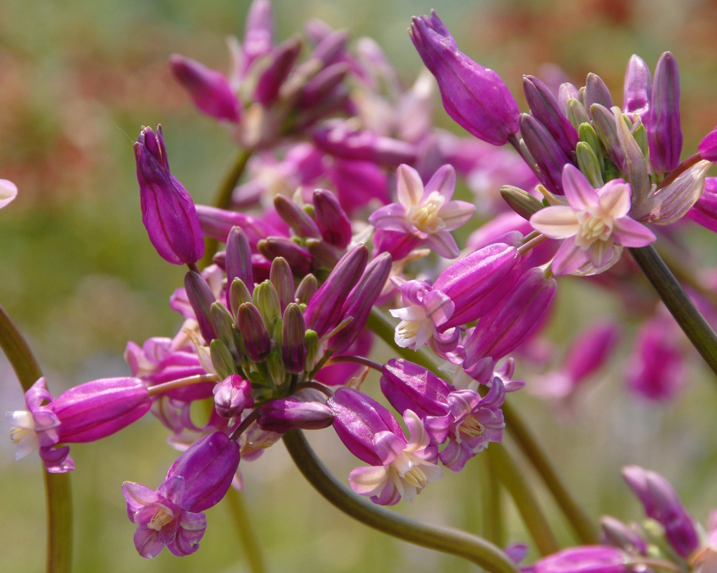 Dichelostemma 'Pink Diamond' - Image 2