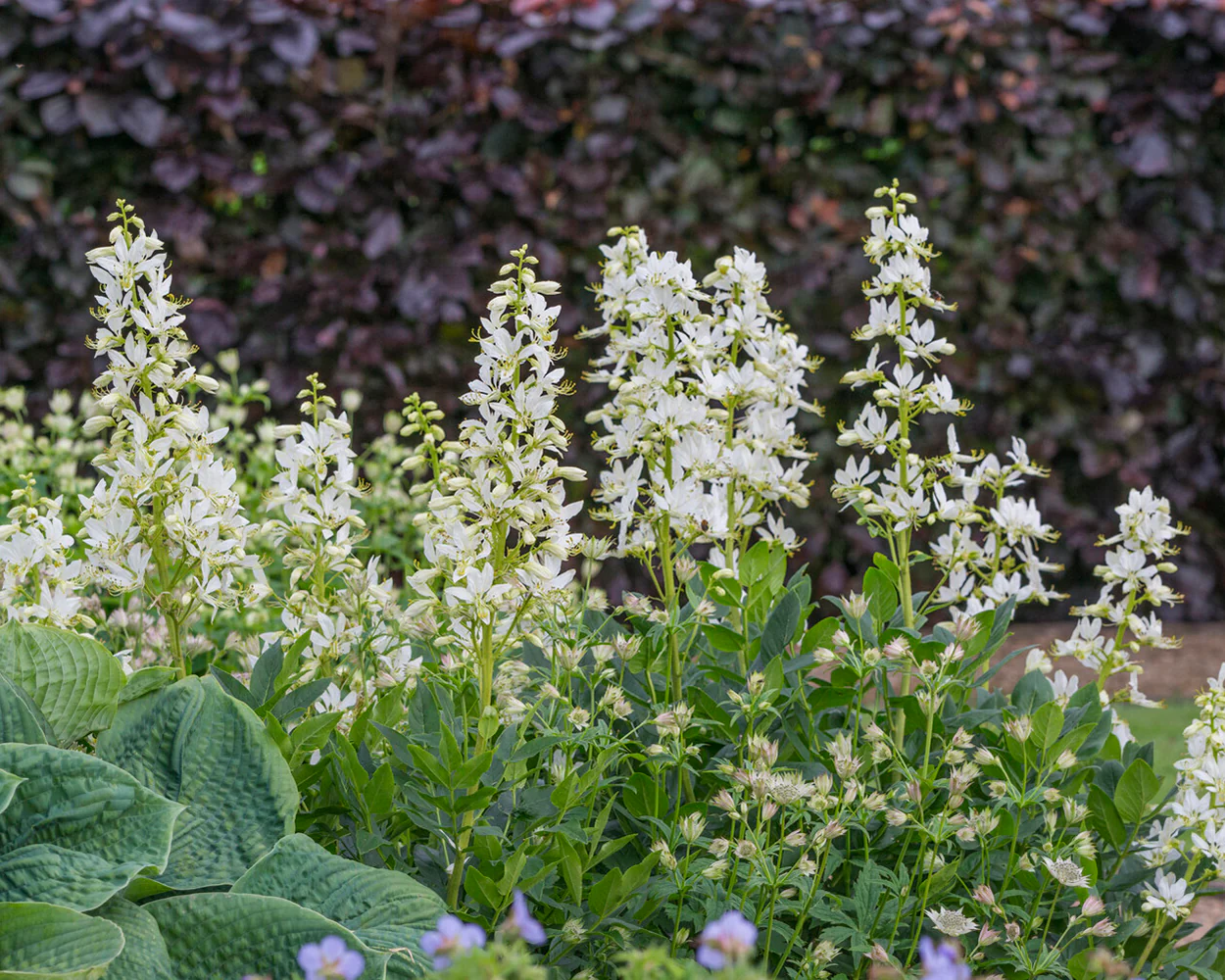 Dictamnus 'Albiflorus' - Image 3