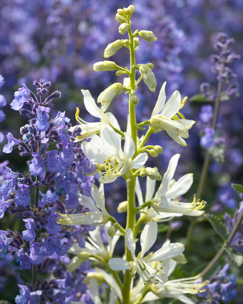 Dictamnus 'Albiflorus' - Image 5
