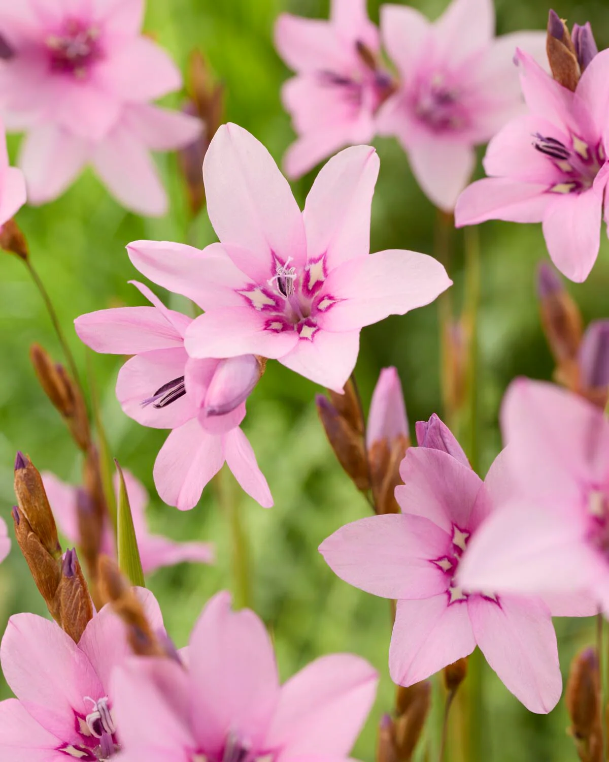 Dierama 'Luana' - Image 4