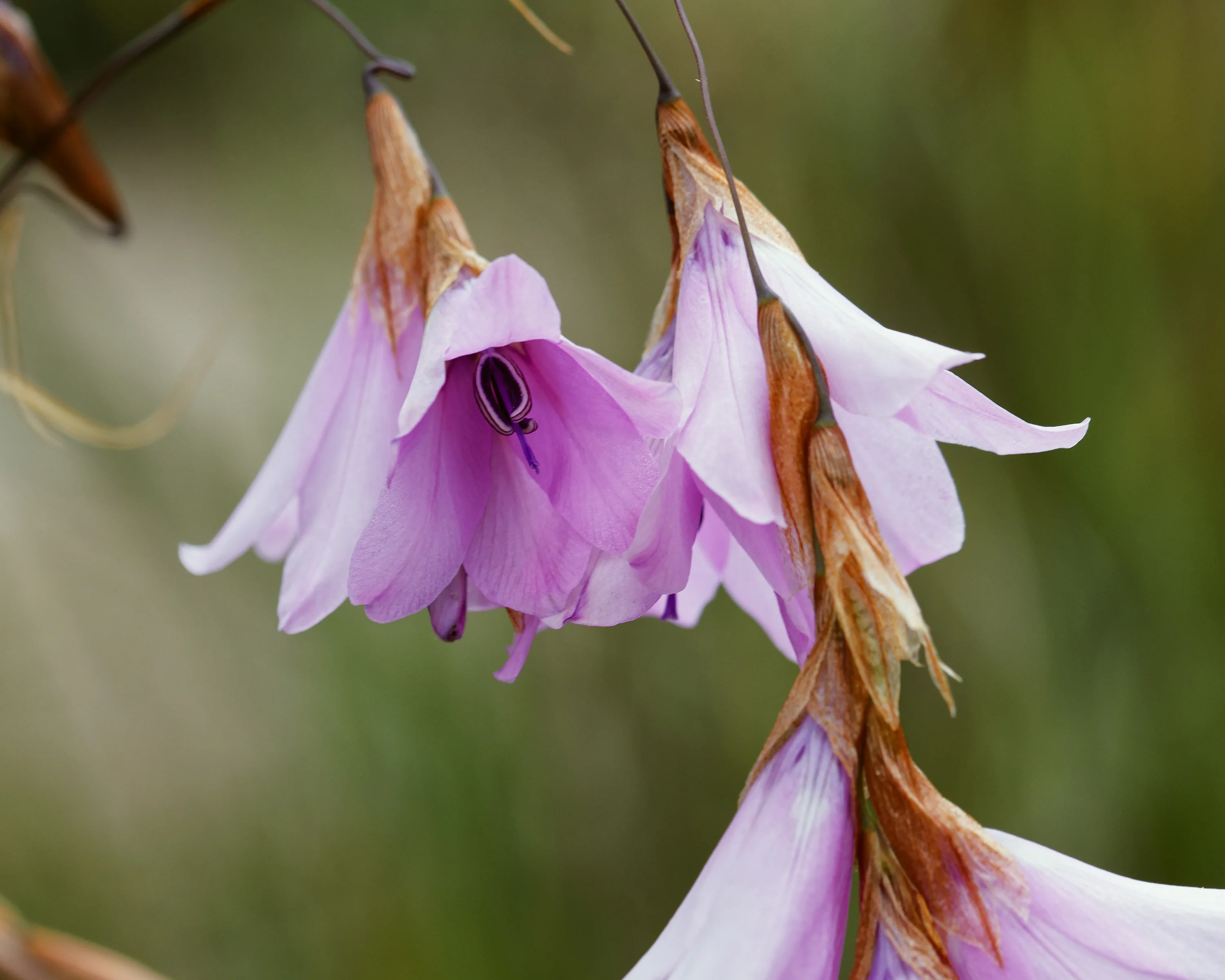 Dierama 'Luana' - Image 5