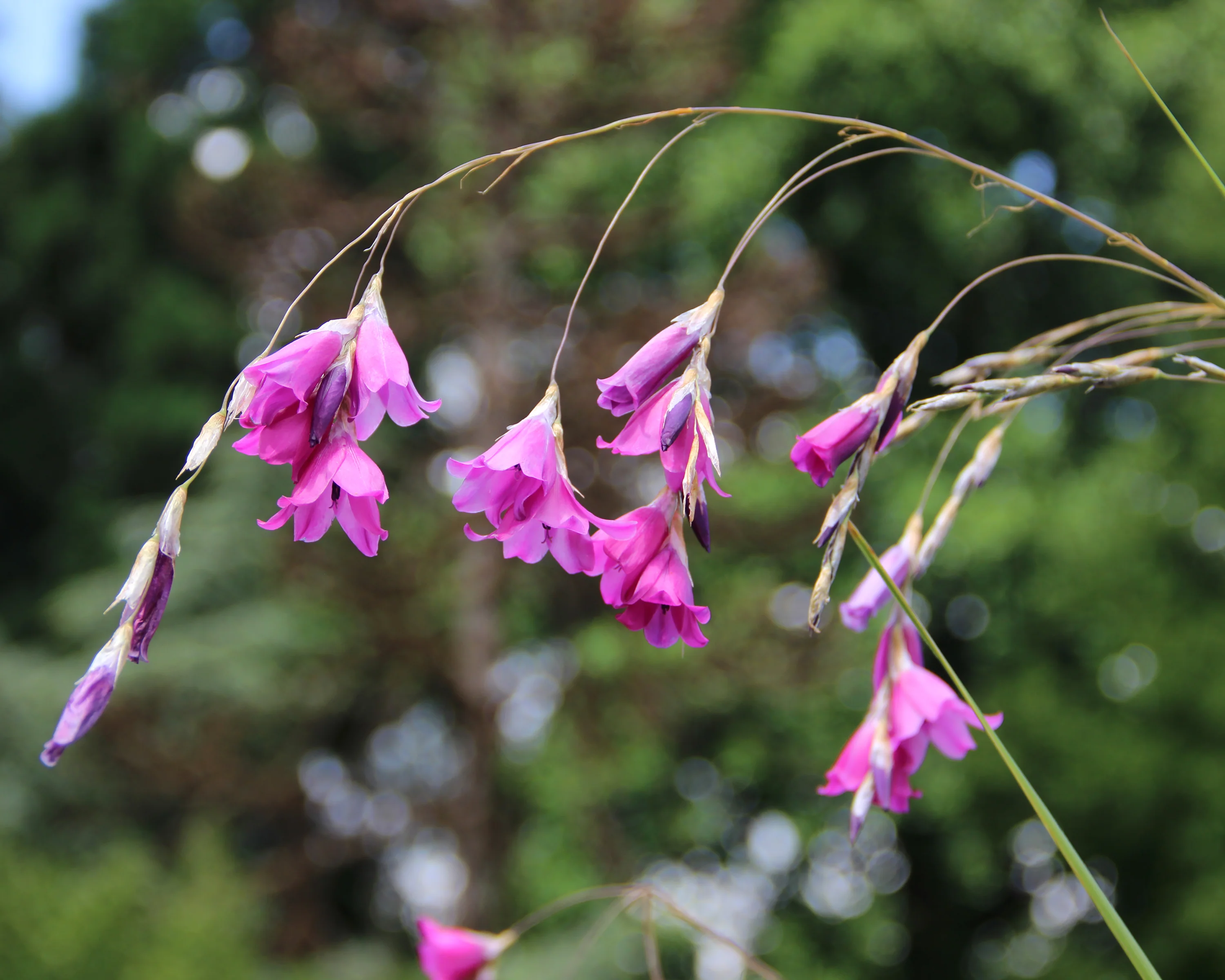 Dierama pulcherrimum - Image 3