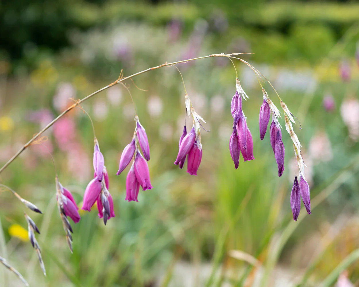 Dierama pulcherrimum - Image 5