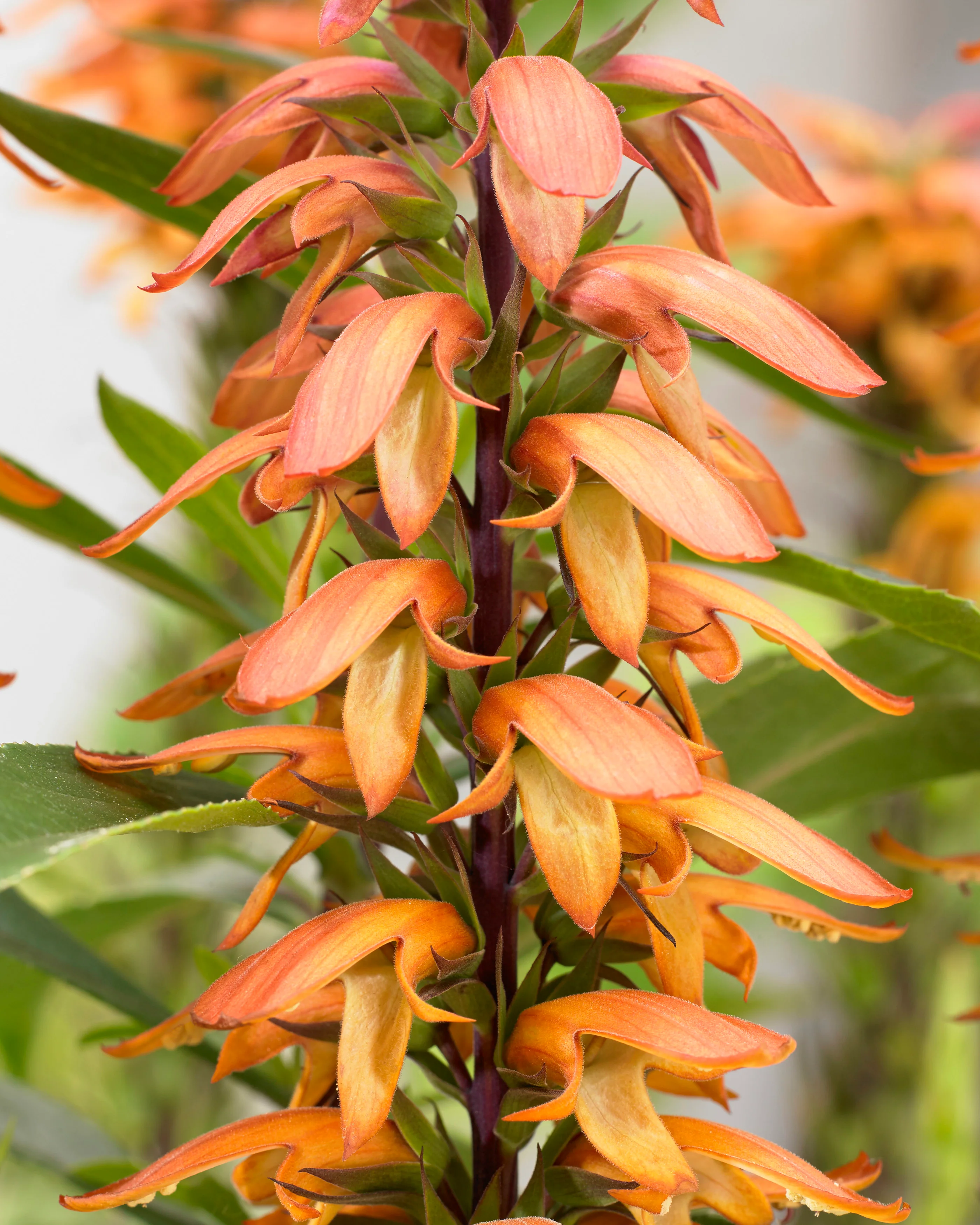 Digitalis canariensis 'Bella' - Image 2